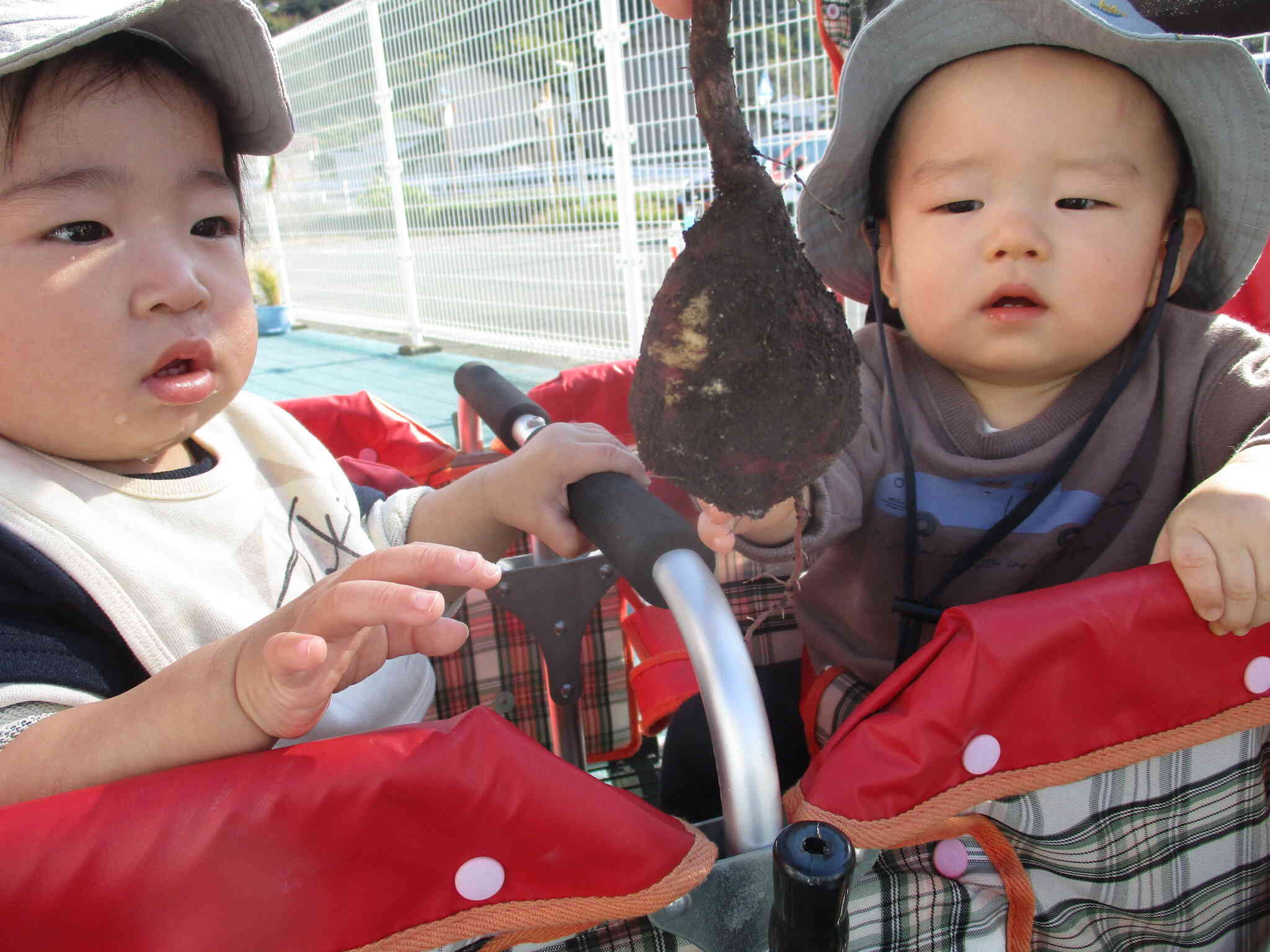 お芋の大きさにちょっとビックリ！