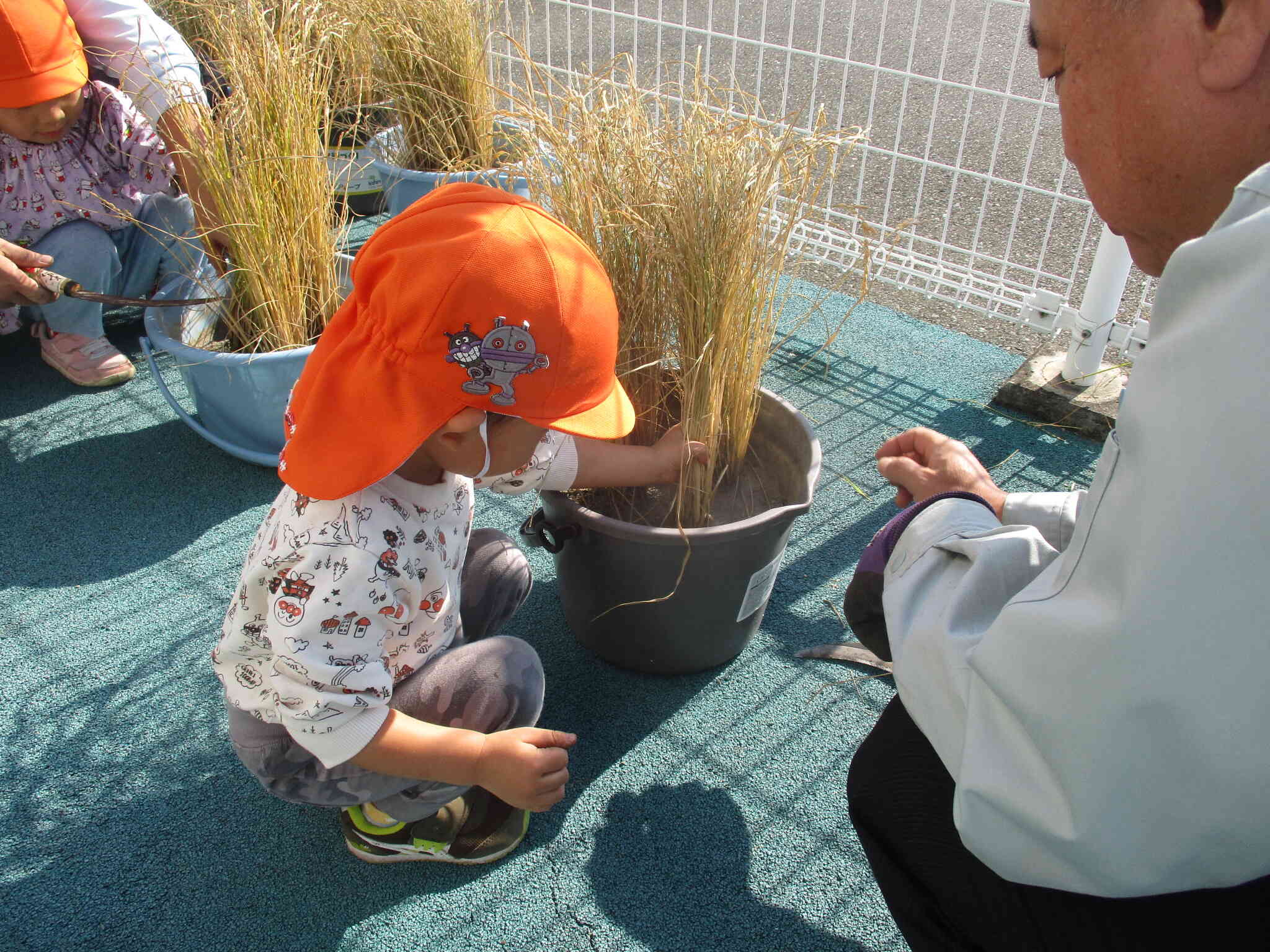大きくなったバケツ稲も