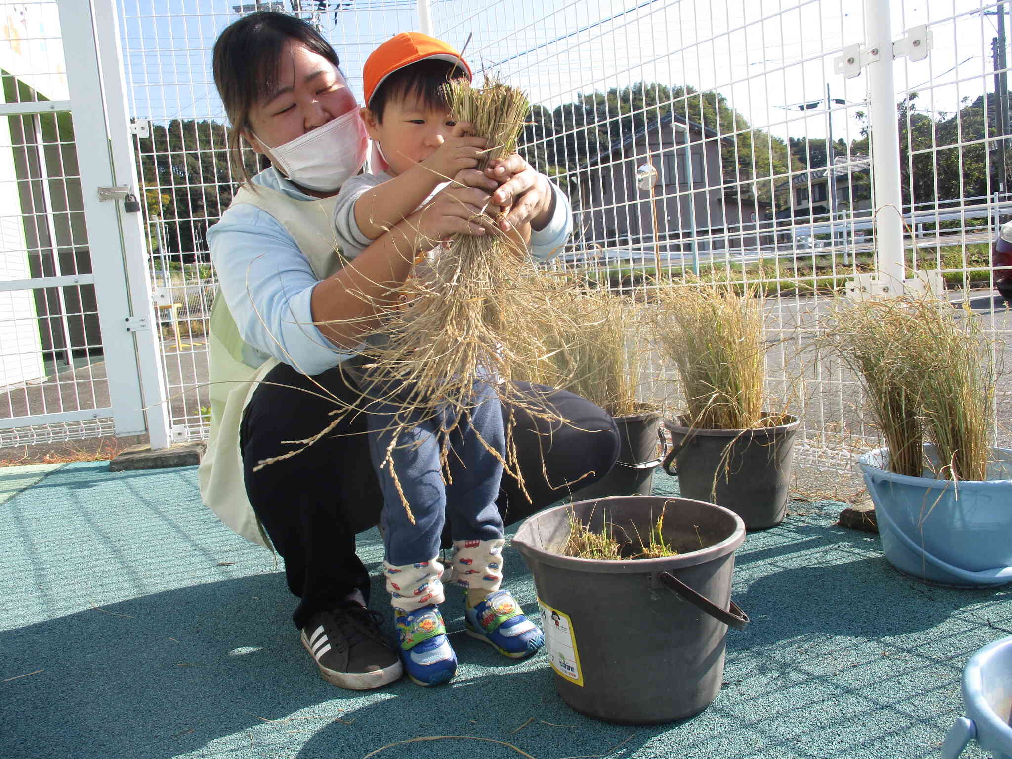 刈ったらまとめて干します
