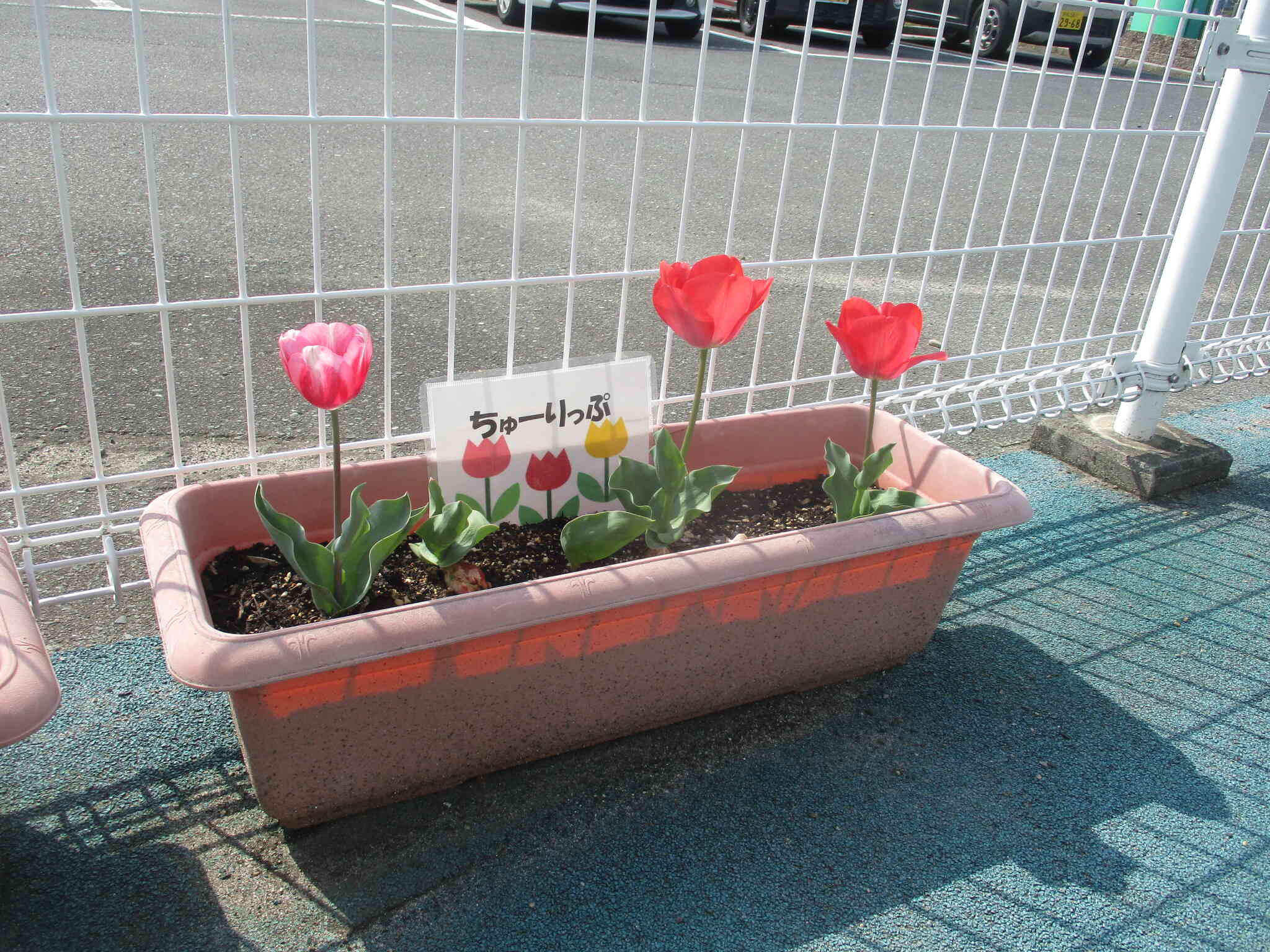 みんなで植えたチューリップが綺麗に咲きました♪