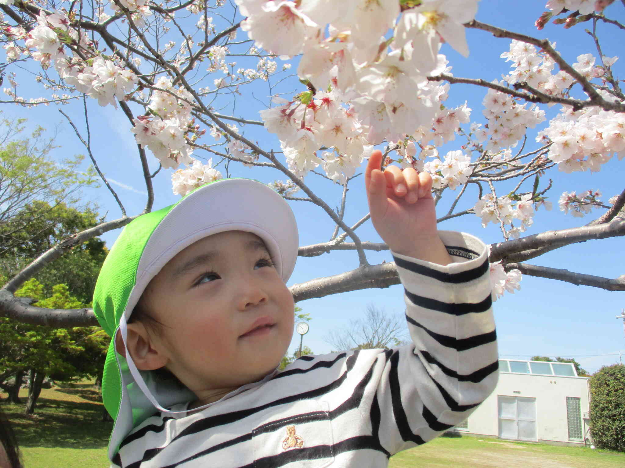 桜が綺麗だね～♪