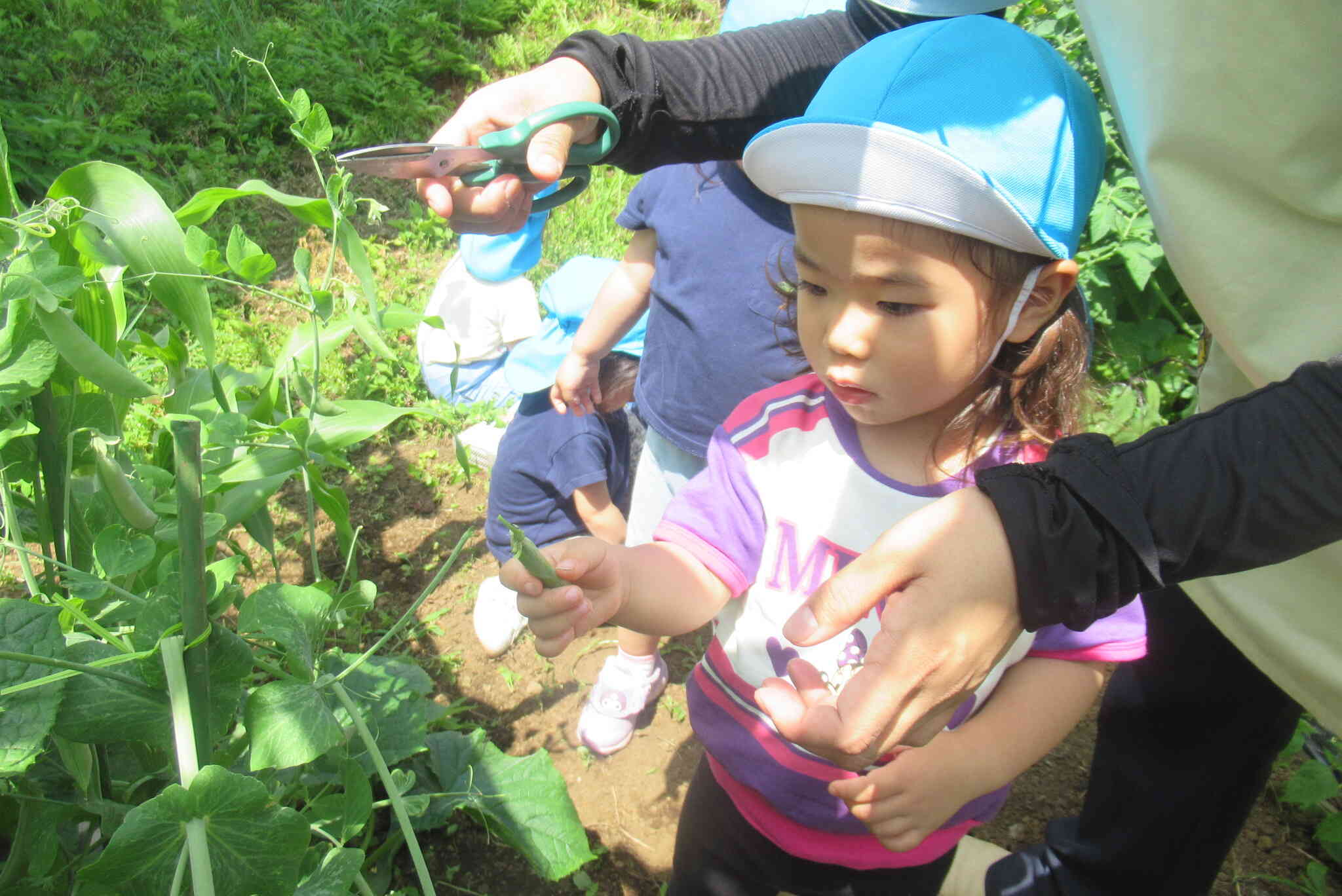 いんげん豆、収穫できたね！
