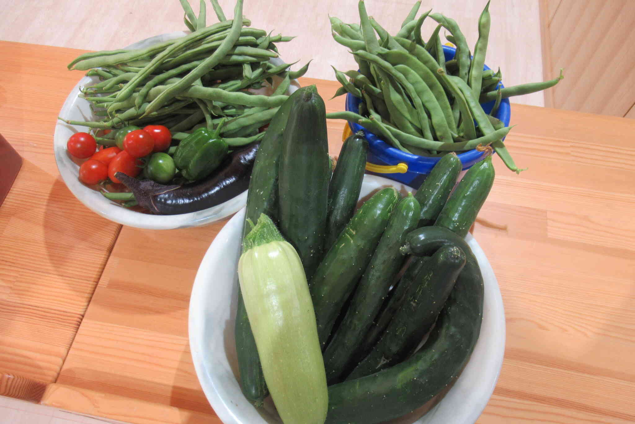 保育園の畑の野菜が毎日たくさん収穫できています