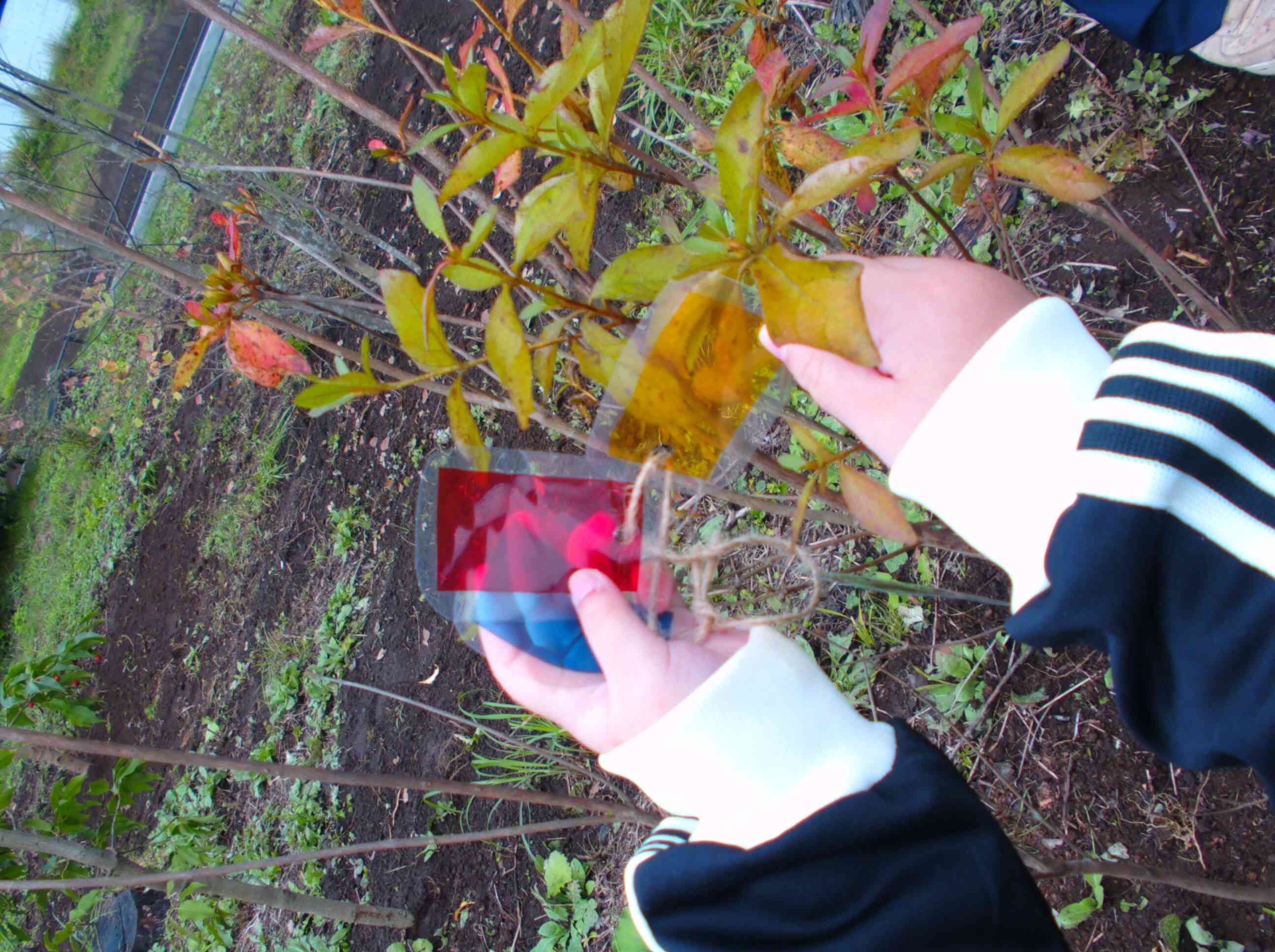 これは何色かな？