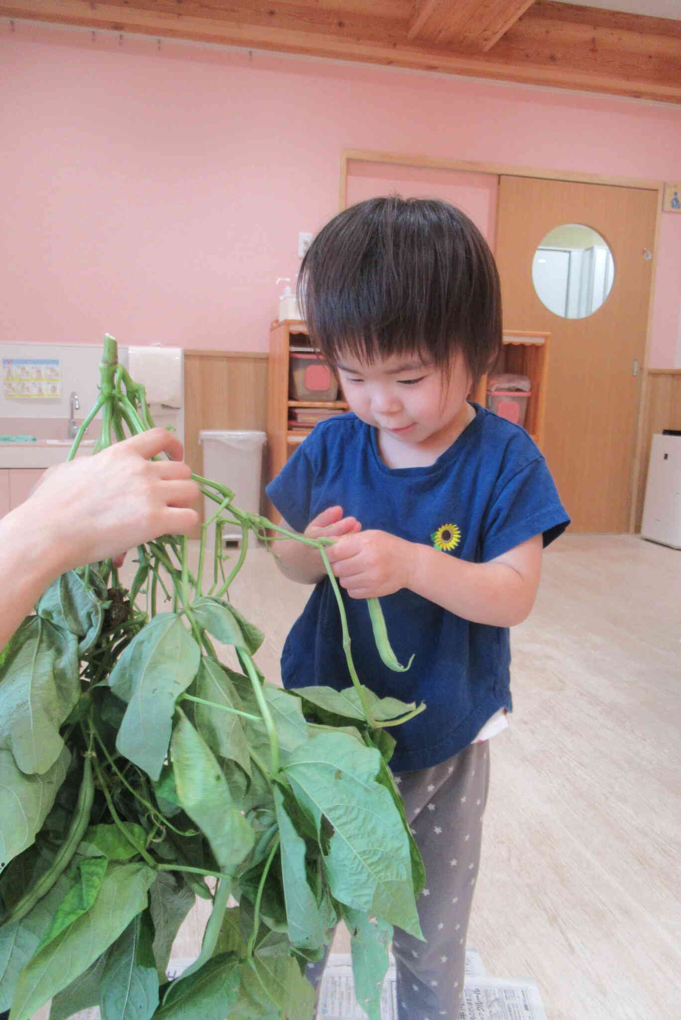 お野菜採れたよ