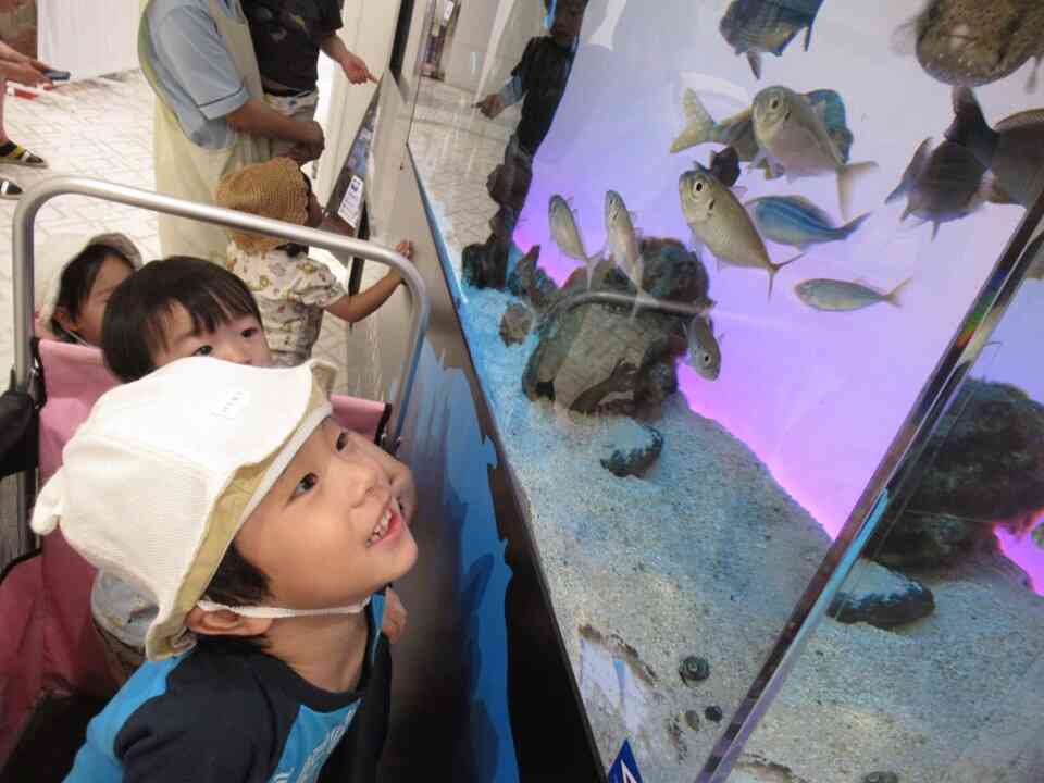 ファボーレ館内の水族館！猛暑でも園外活動を楽しむことができます。