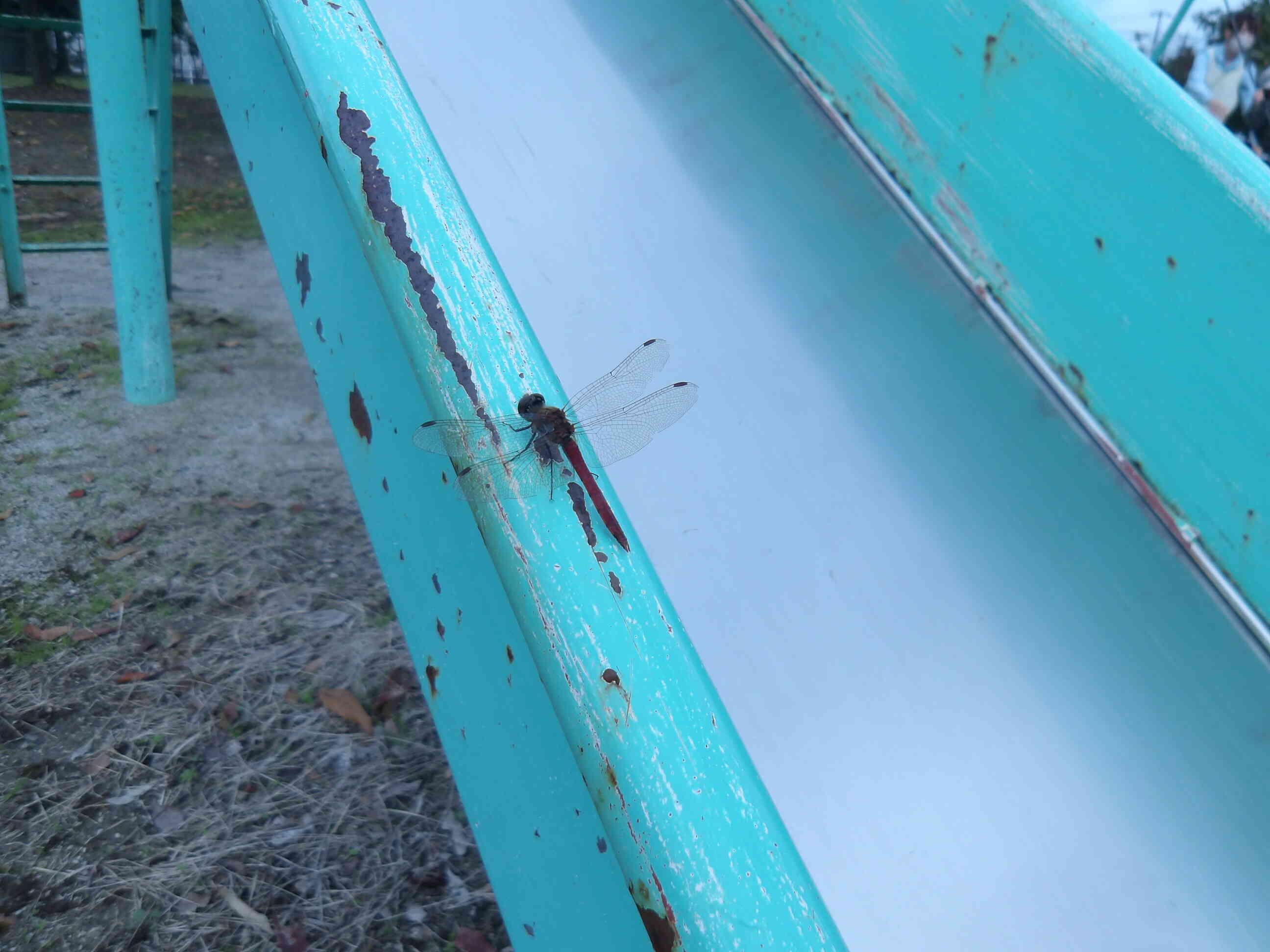 とんぼさん！み～～つけた！