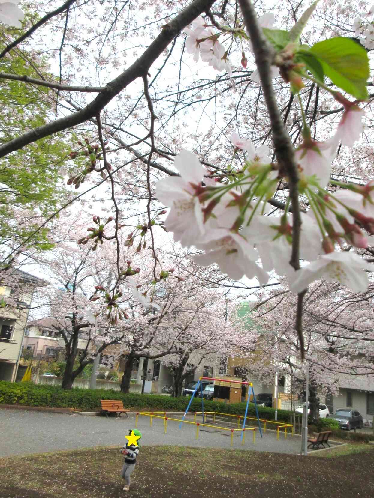 もう少しで満開です！