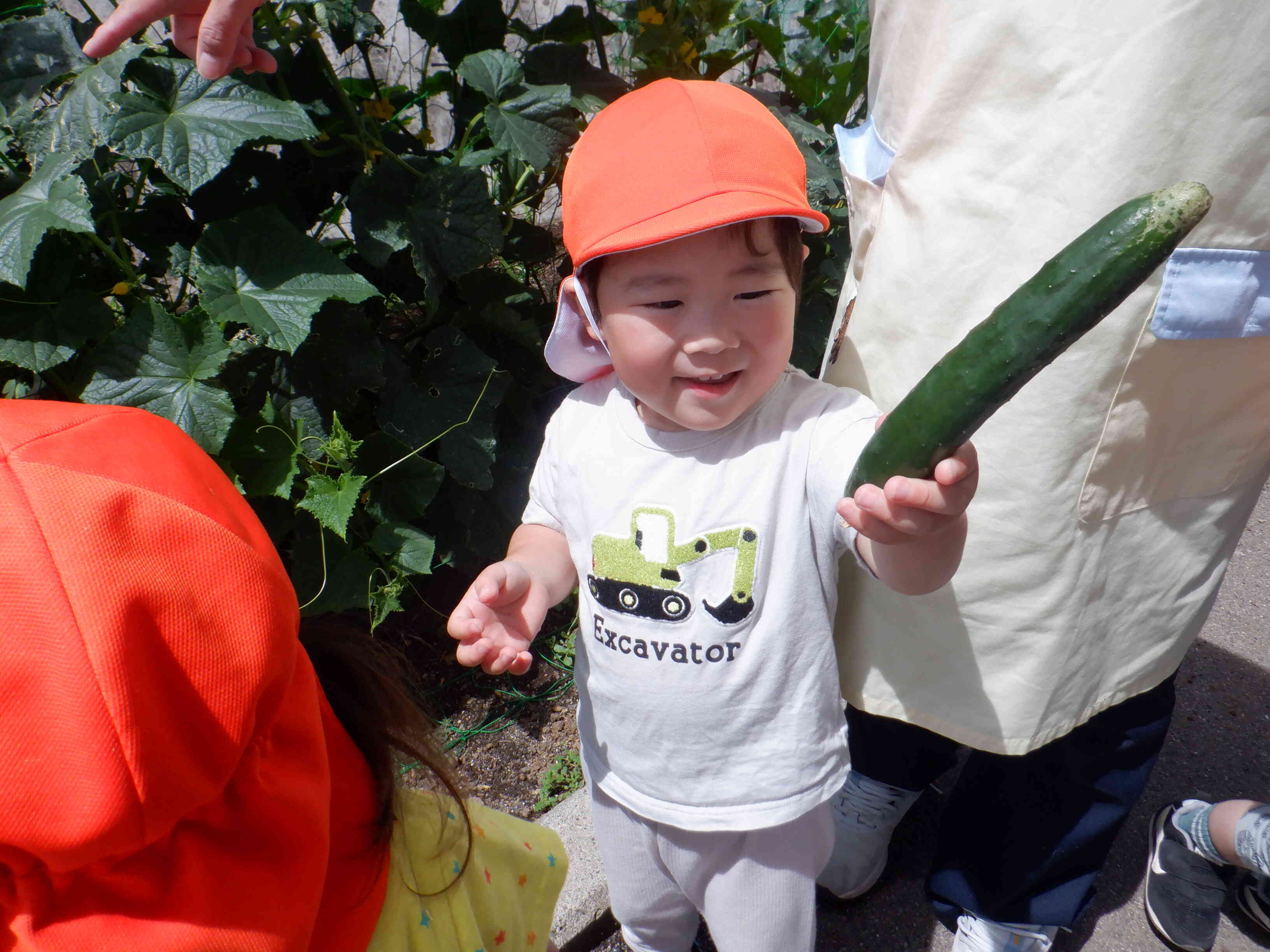 野菜の収穫