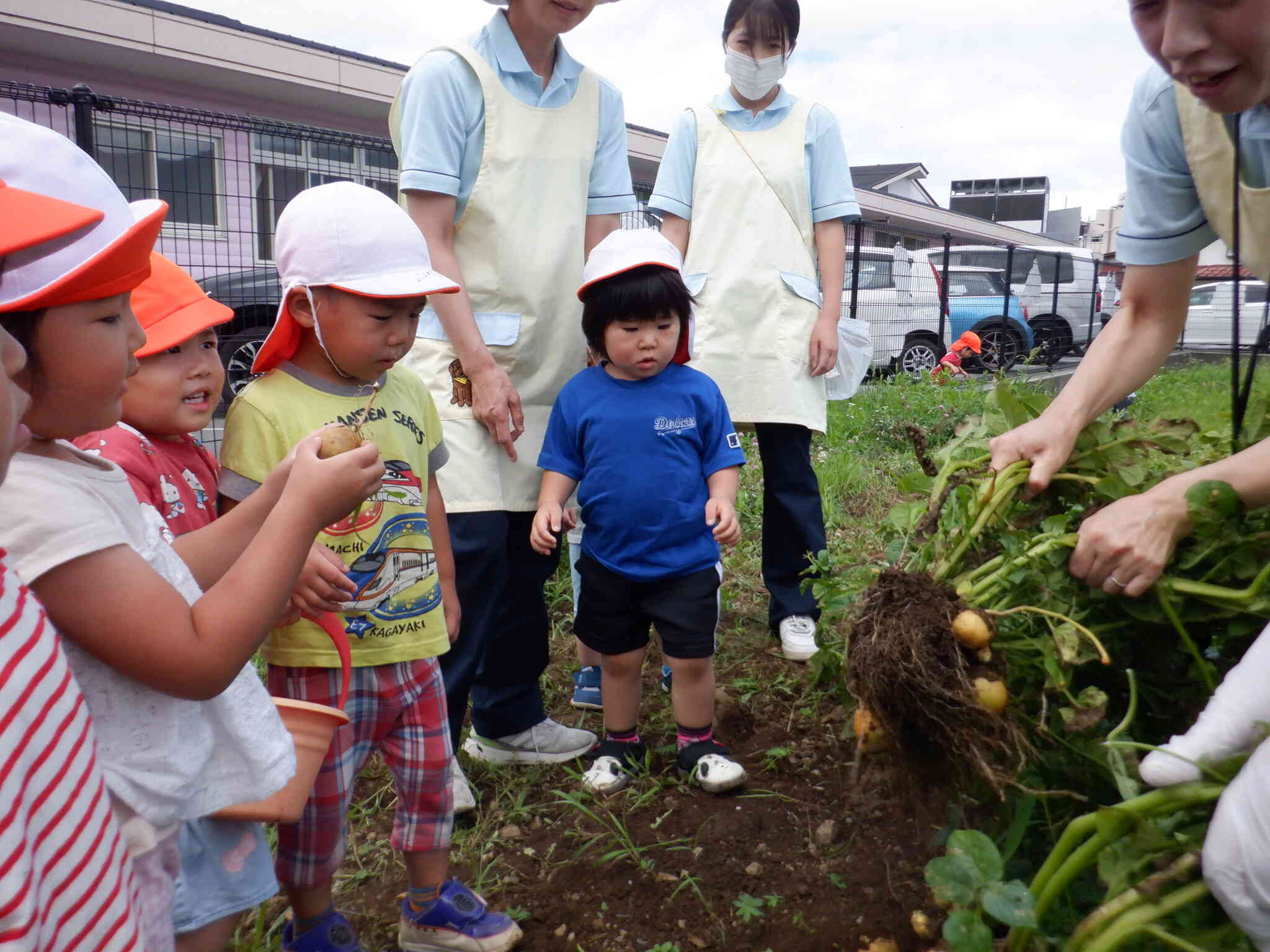 野菜の収穫