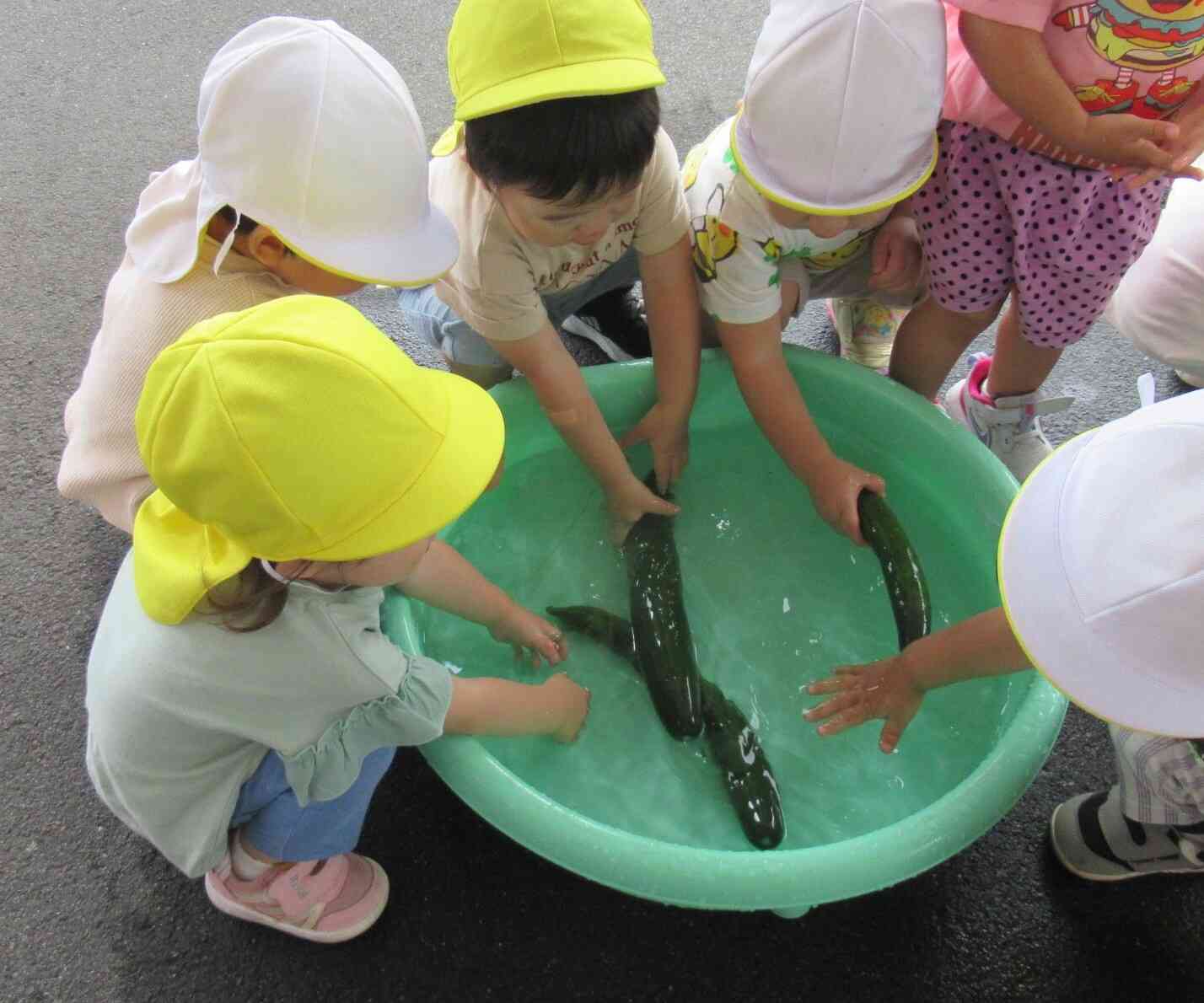 きゅうりも洗ったよ♪