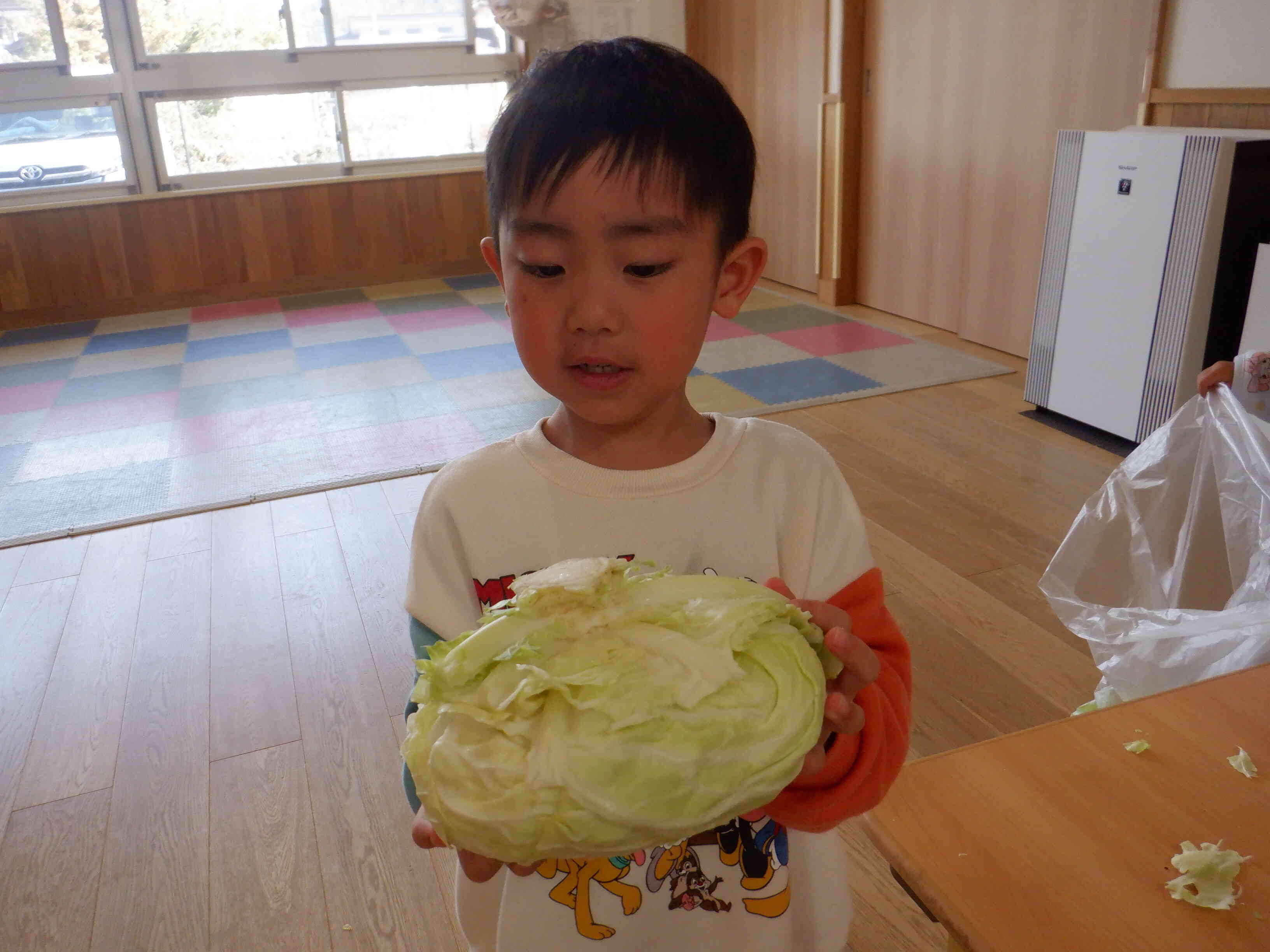 キャベツ大きいね！