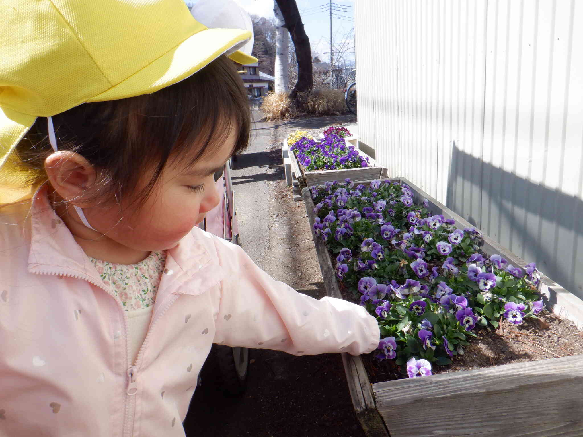 綺麗に咲いているお花も見つけました！