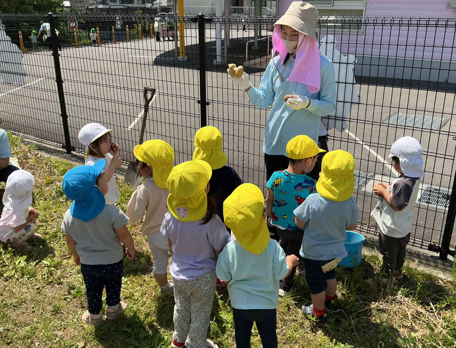  じゃがいもの種まき  ぺんぎん組 （2歳児）