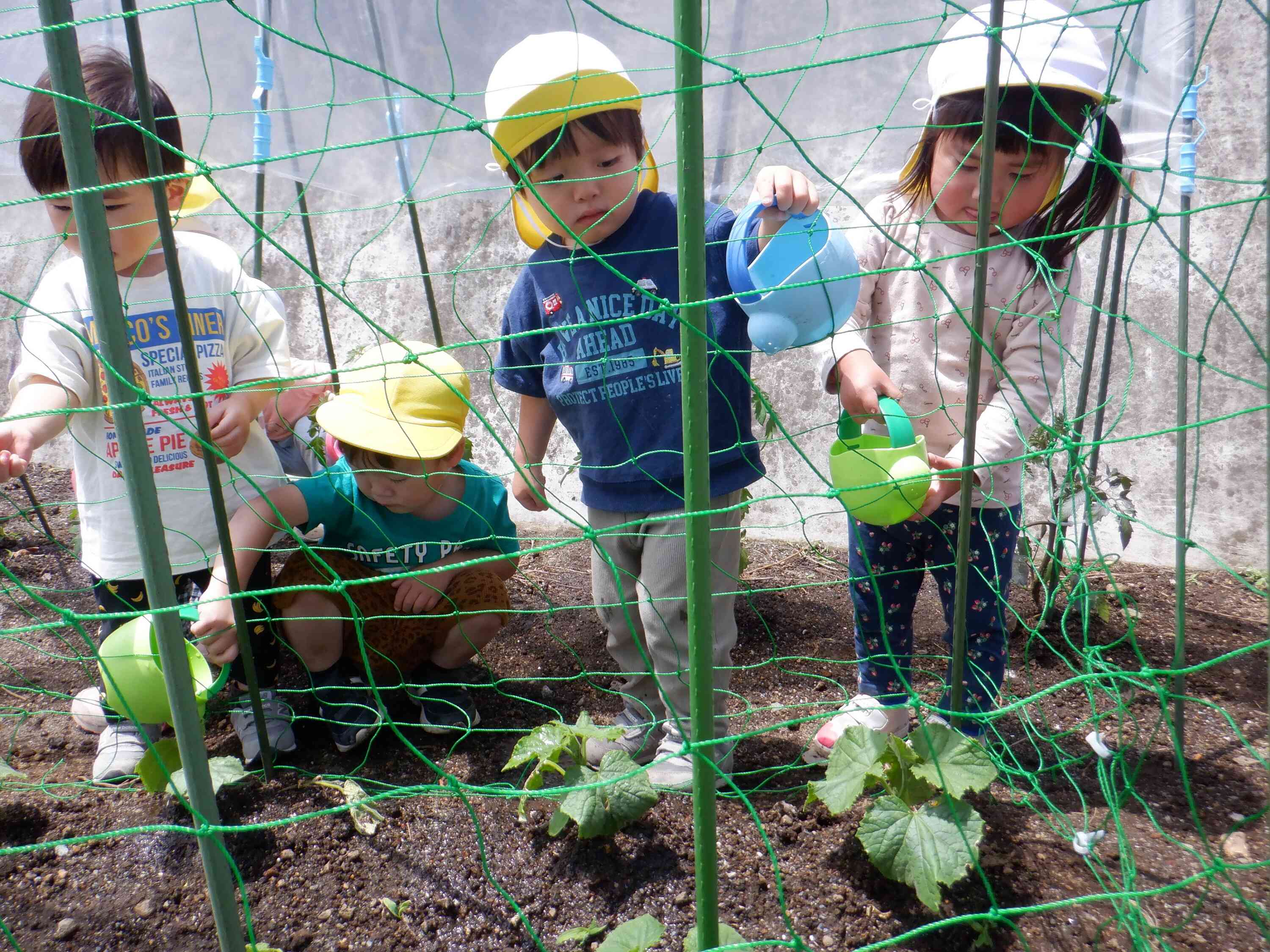 お野菜さん、元気に育ってね！　ぺんぎん２組（２歳児）
