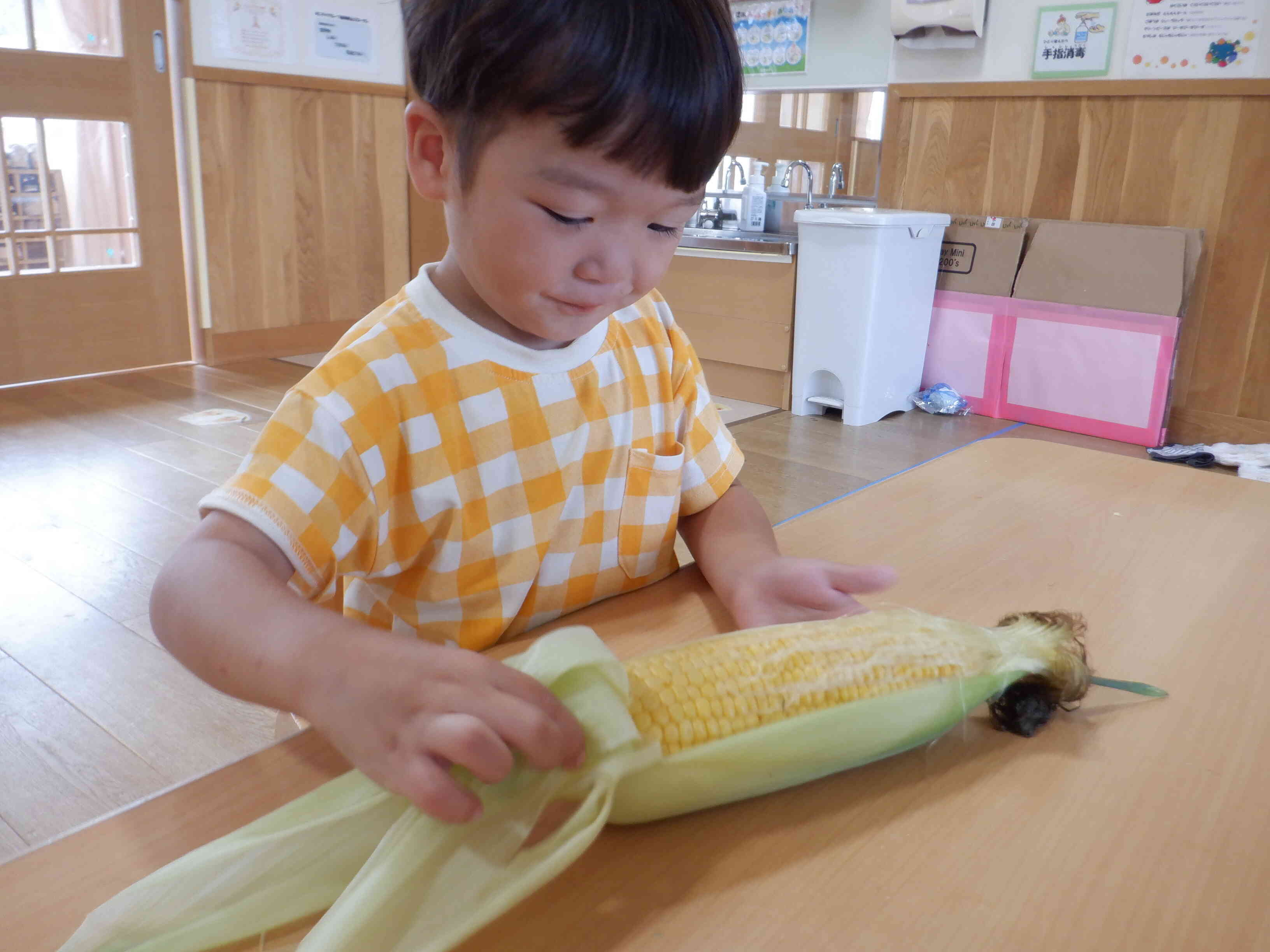 食育　とうもろこし触ったよ♪