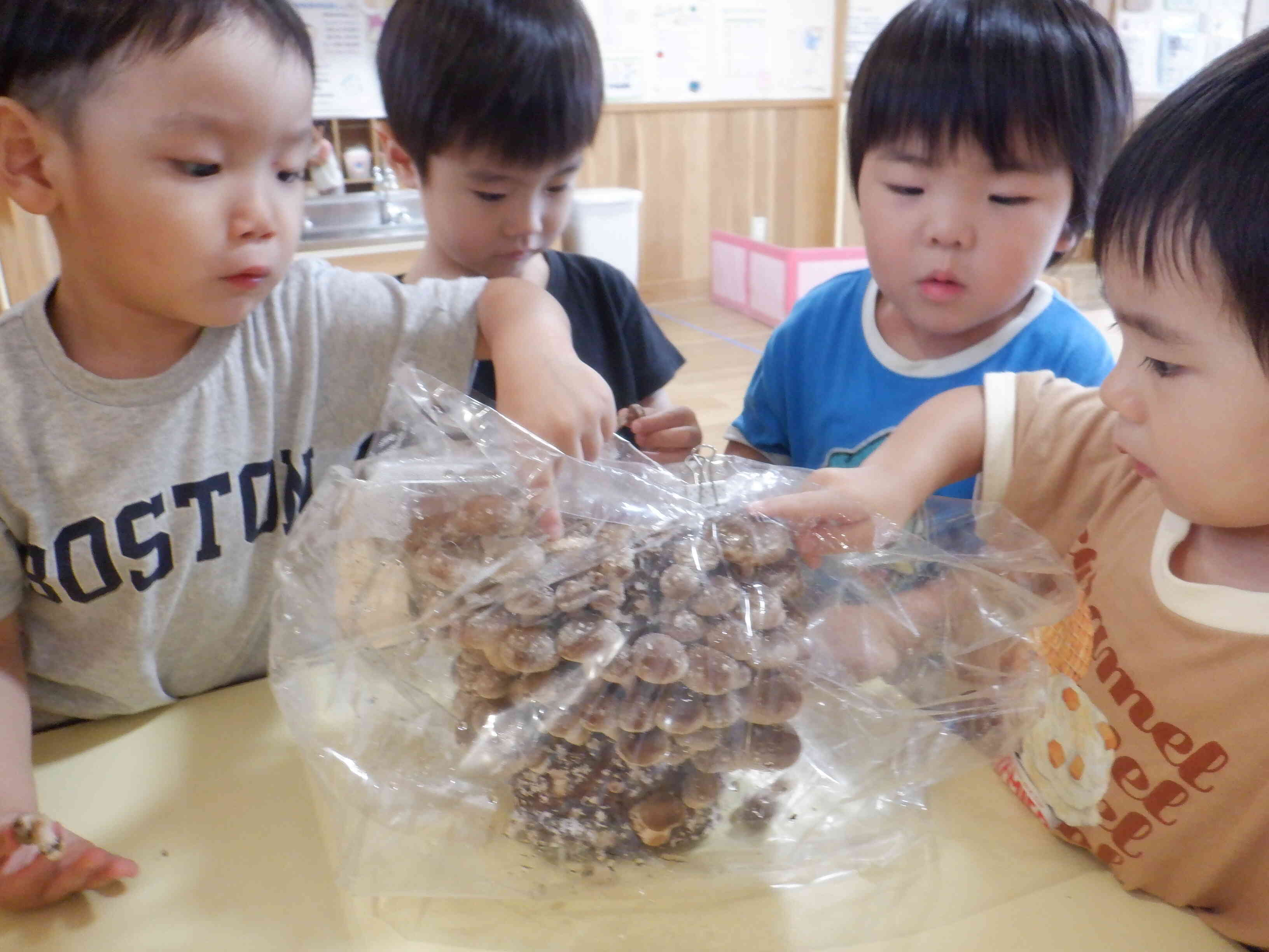 食育 きのこに触れる