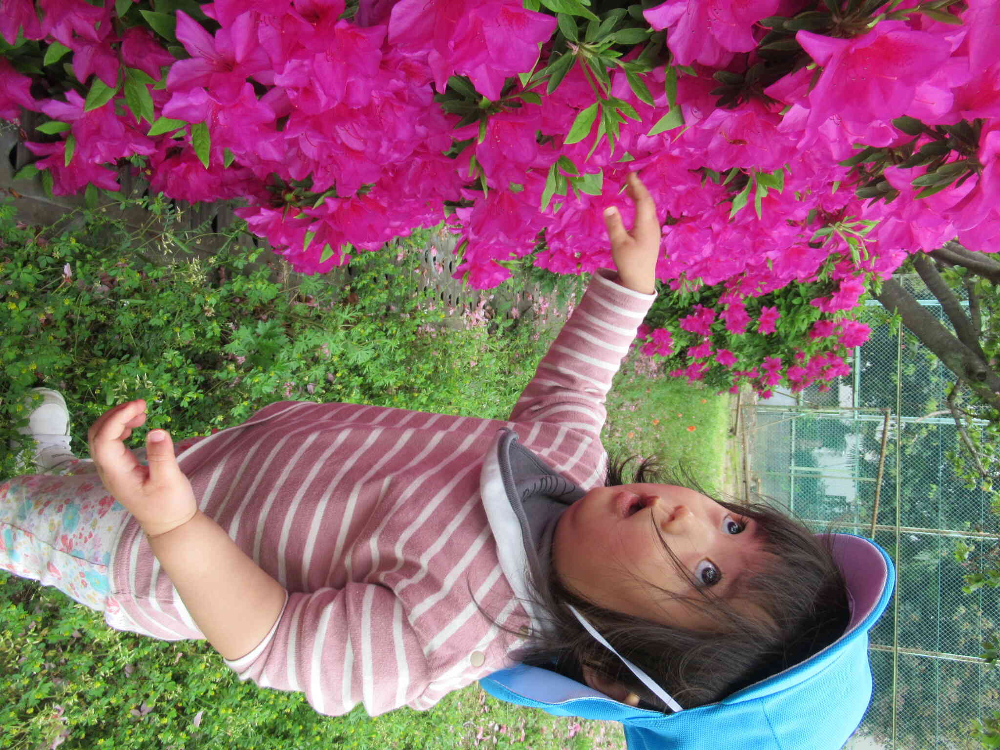 あらすてきなお花♪