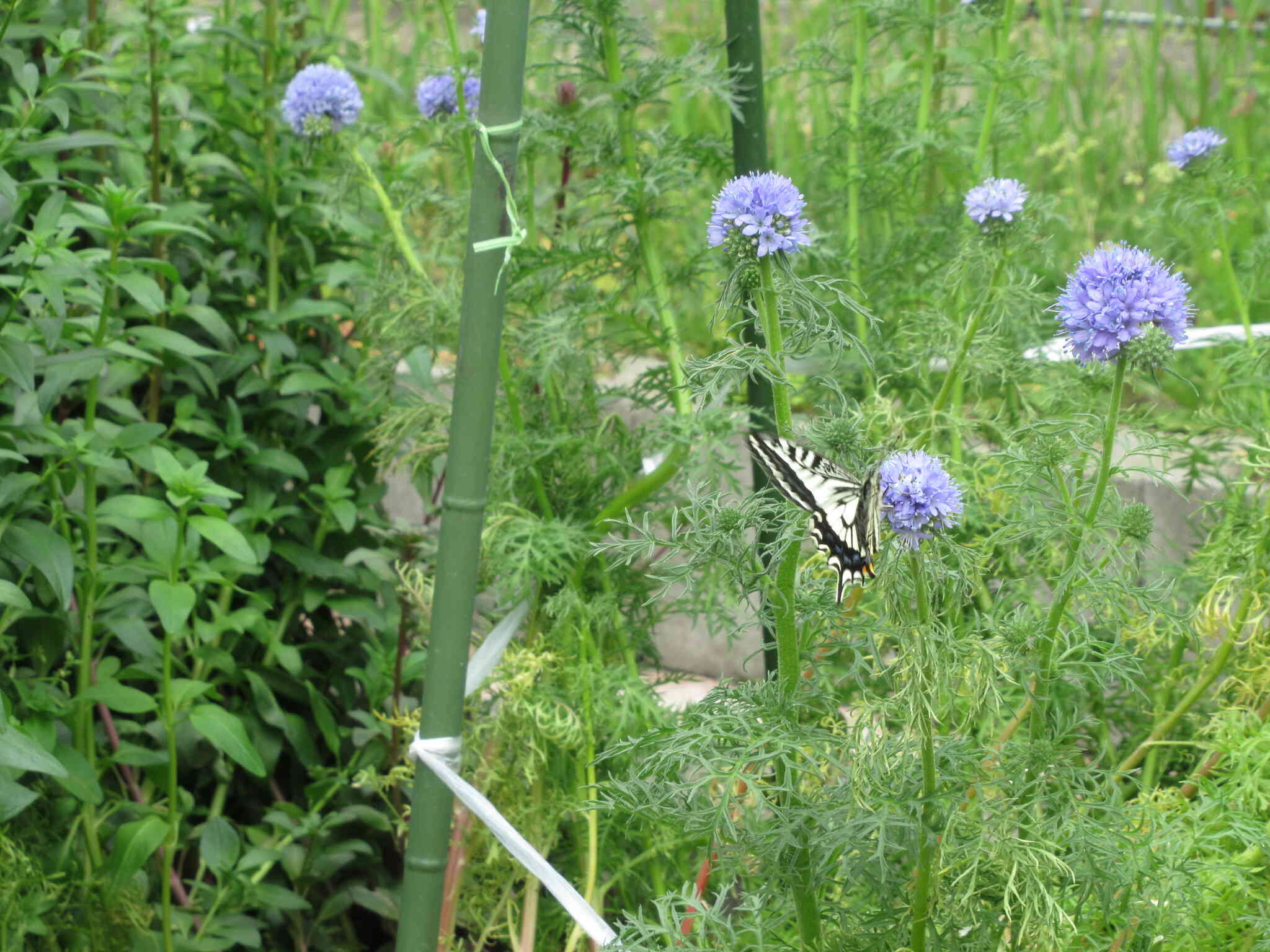 アゲハ蝶もいたよ！前に園で羽化した子かな～♪