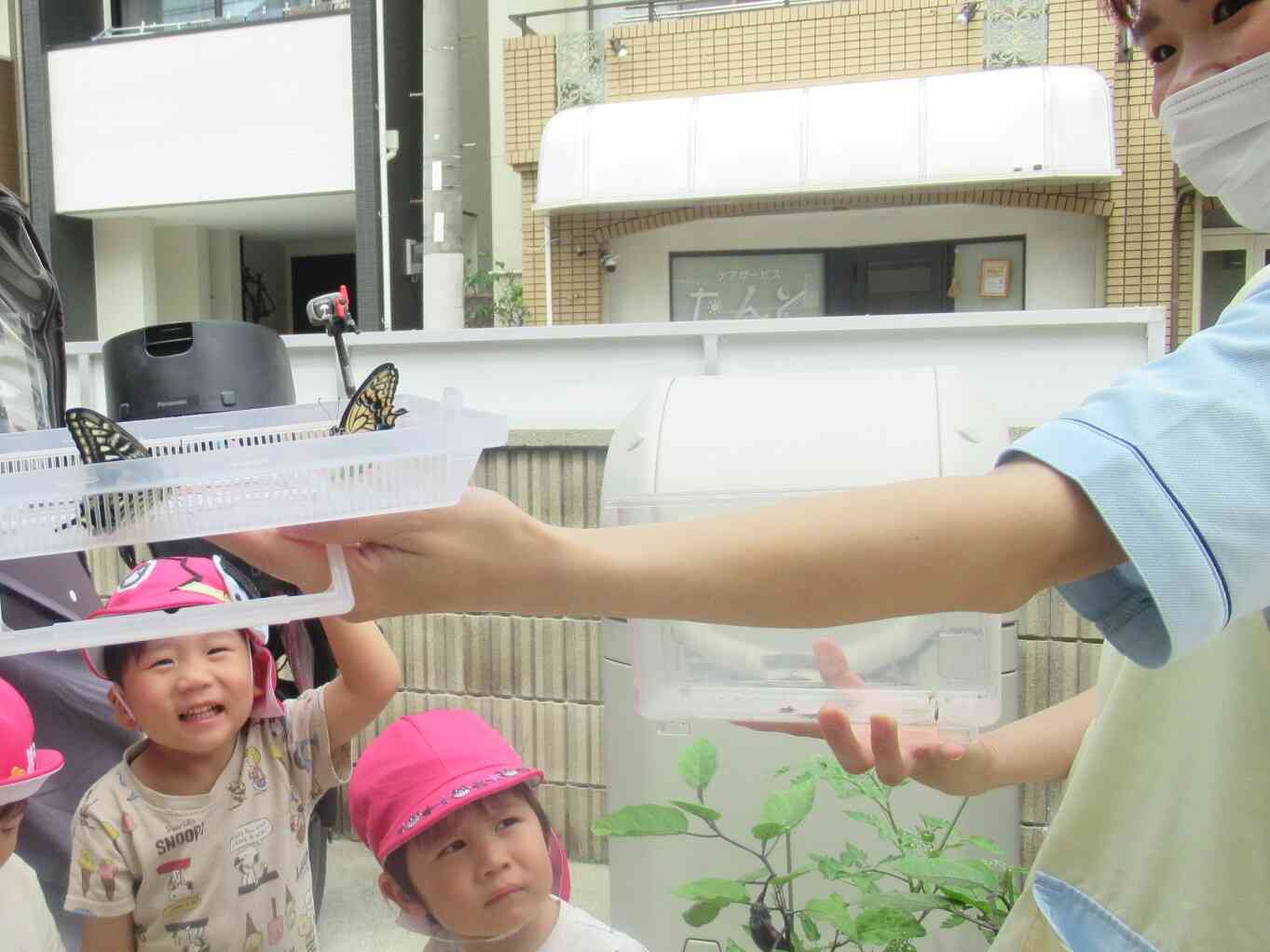 みかんの木に次々に産み付けられた卵からかえったアオムシがさなぎになって、どんどん羽化しております。今日はなんと２羽も！「バイバイ！げんきでね！」とお見送りです。