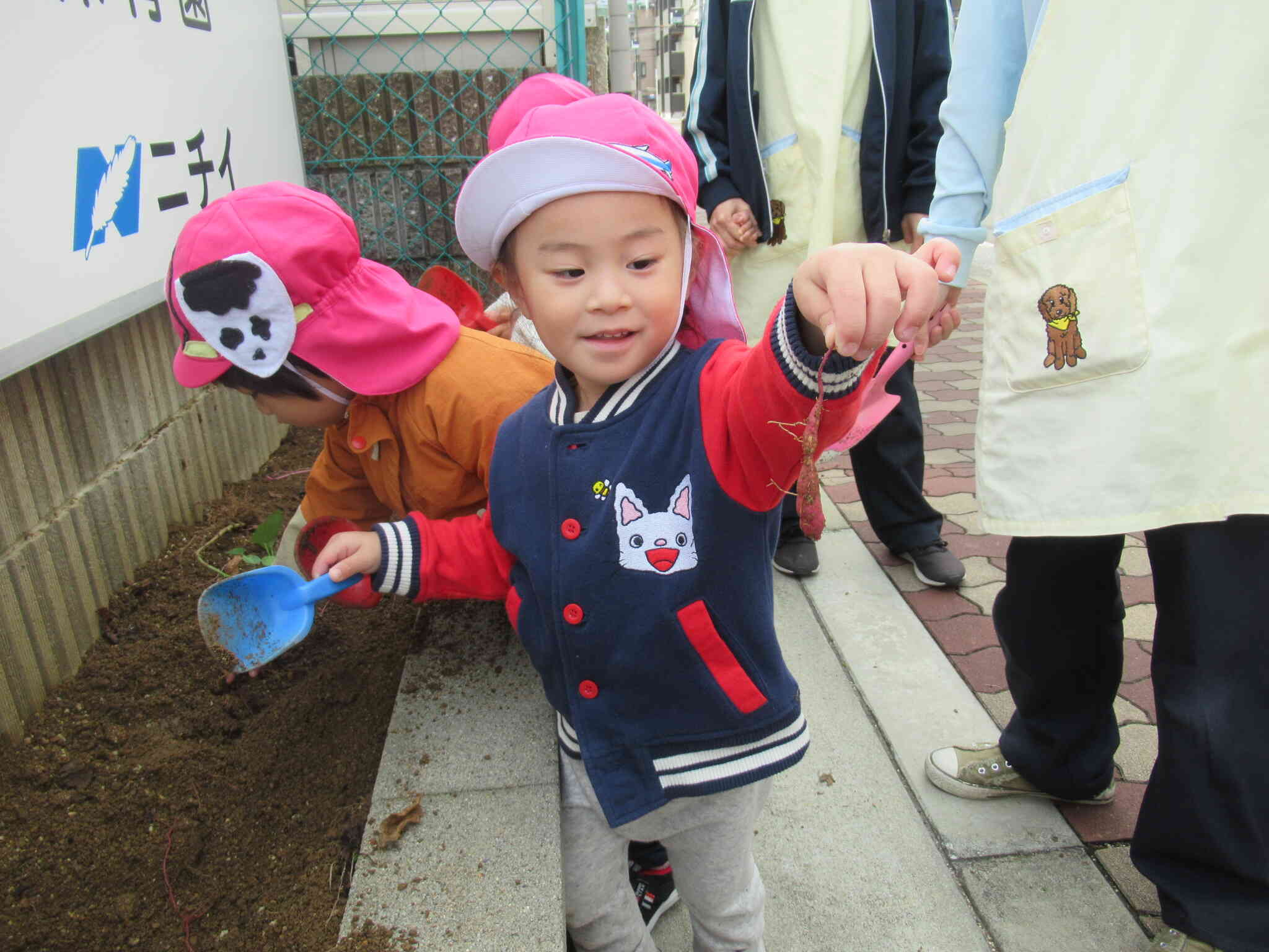 暑さにやられて全然大きくならなかったサツマイモの葉っぱ。掘ってみたら、こんなチビ芋ちゃんでした。。