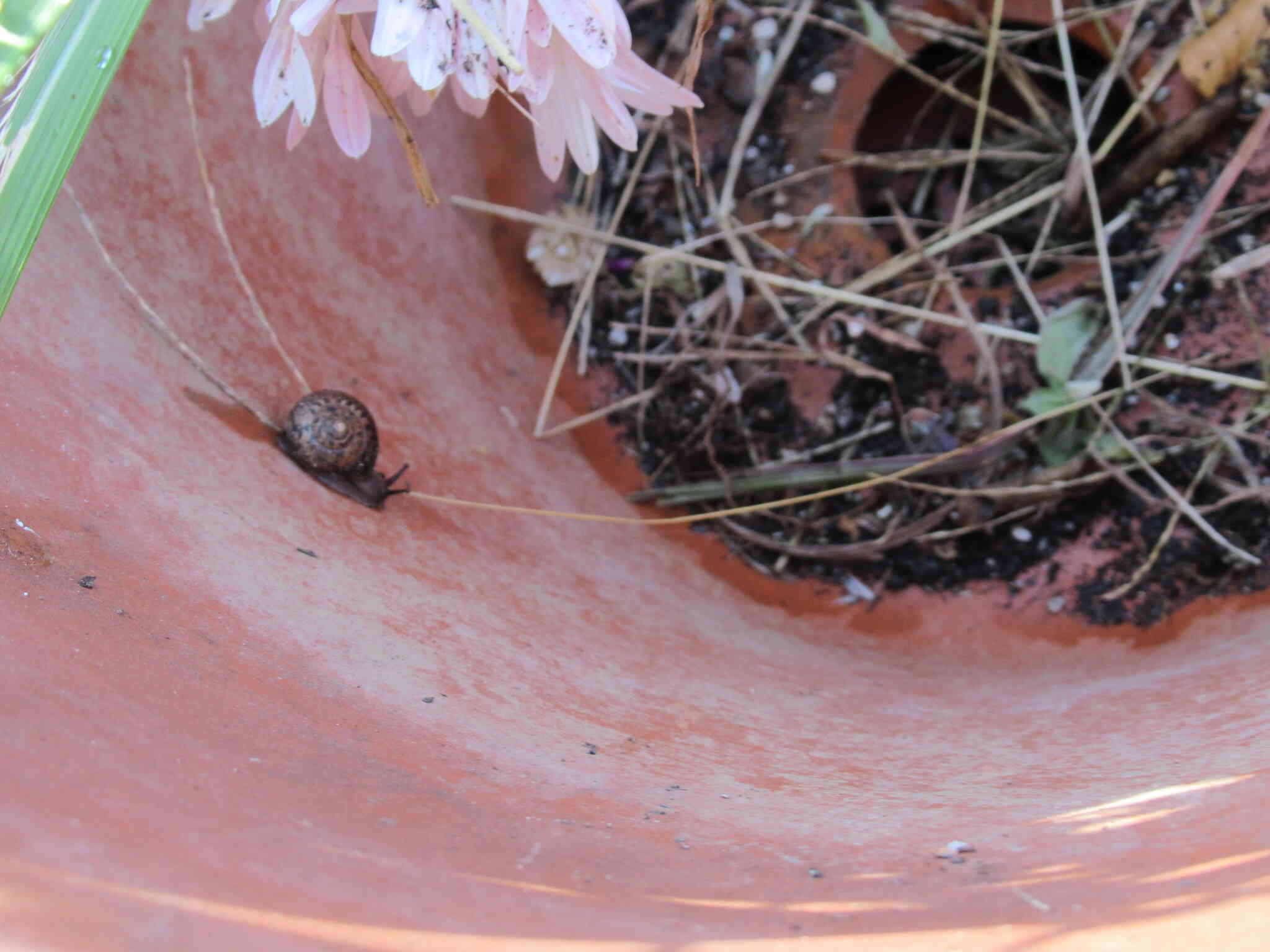 かたつむりでした♪　あちこちにたくさんいたんです！　冬眠の準備かなぁ？