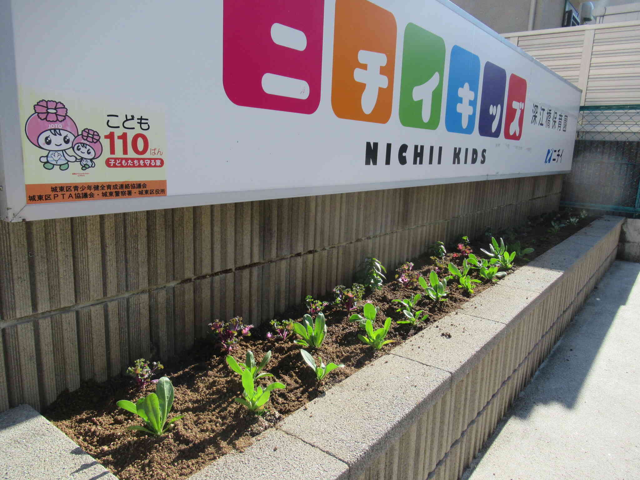 公園の花壇を育てている方が、残った苗をくださいました。ありがとうございます。さっそく植えてみましたよ♪きれいに咲くといいなぁ。。