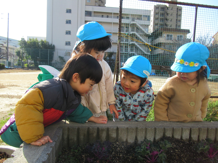 諏訪会館のお花、保育園の花壇のと同じだね!(苗をいただきました)