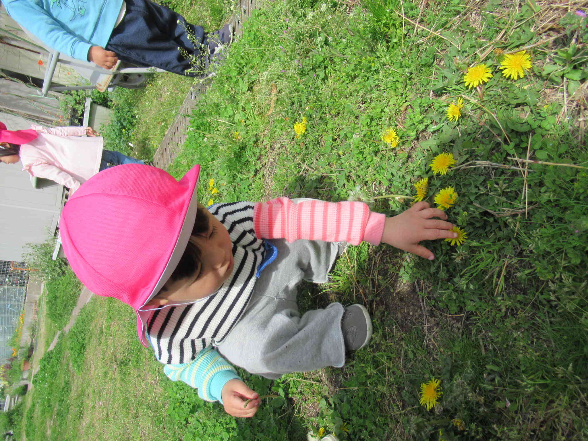 たんぽぽもあったよ～