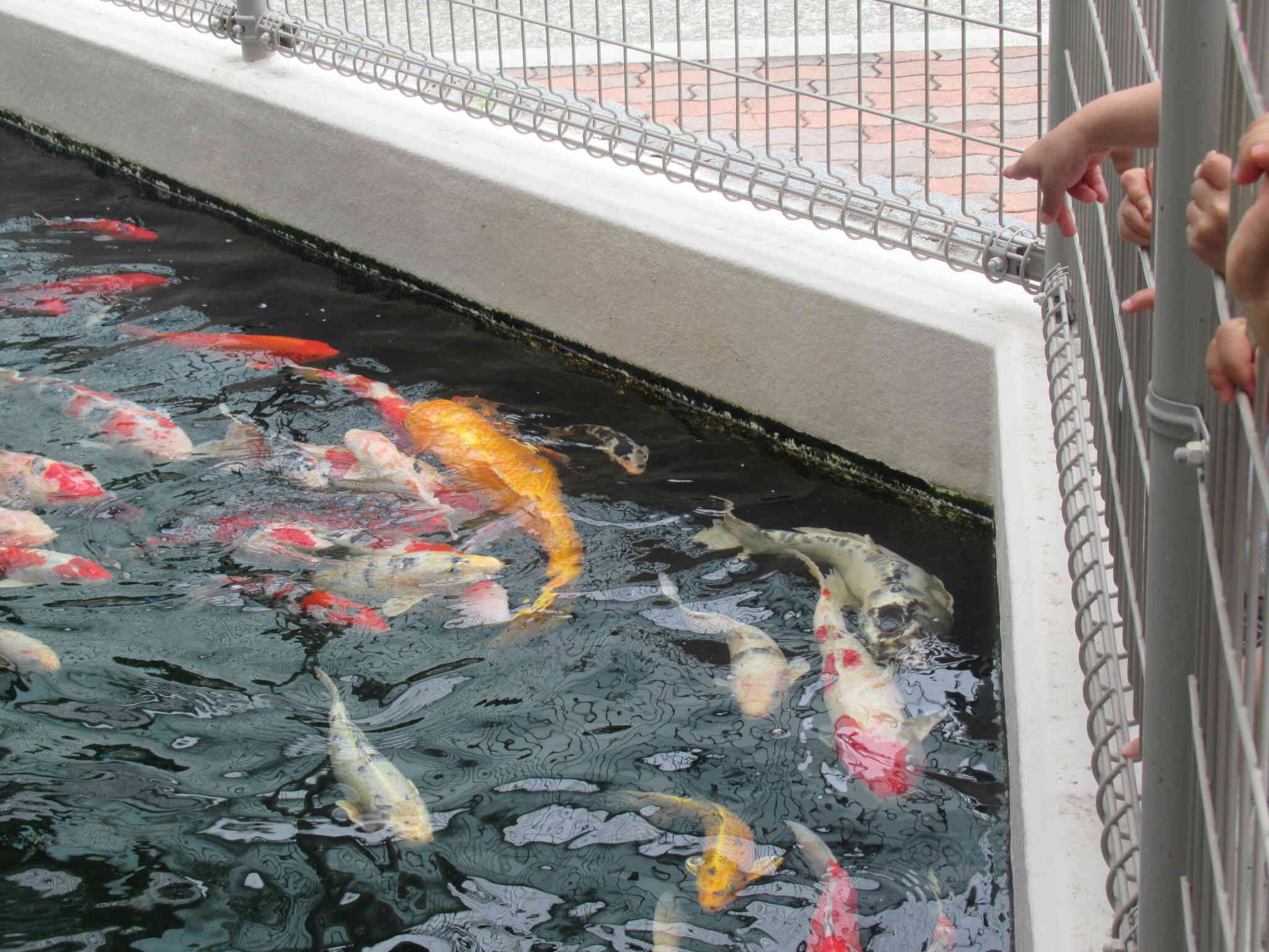 こーいよ、こい。鯉、こい、KOI。
