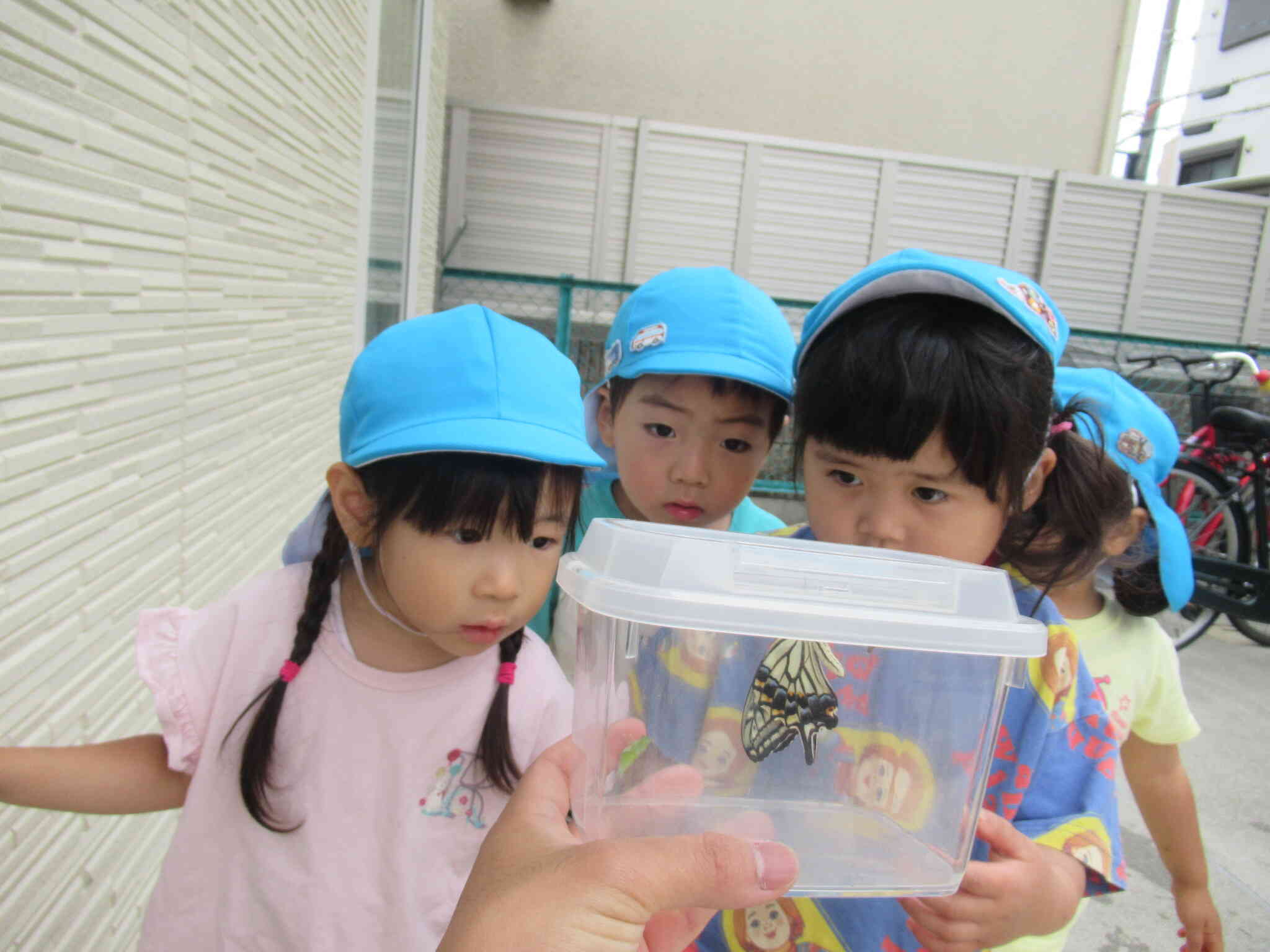 アオムシから育ててさなぎになって無事、アゲハチョウになりました！みんなでバイバイしてお空に飛んでいきましたよ♪