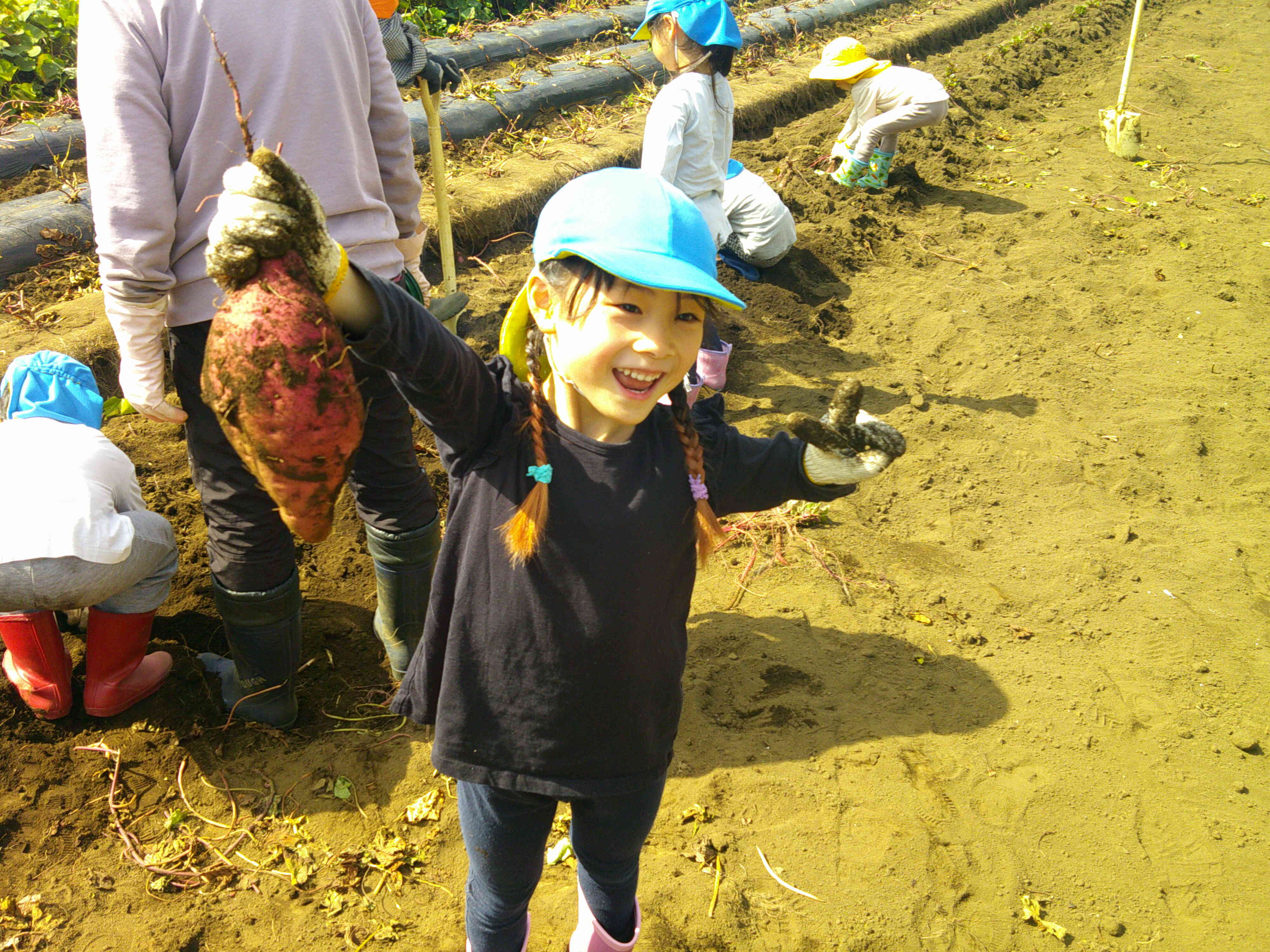 芋ほり遠足（５歳児）