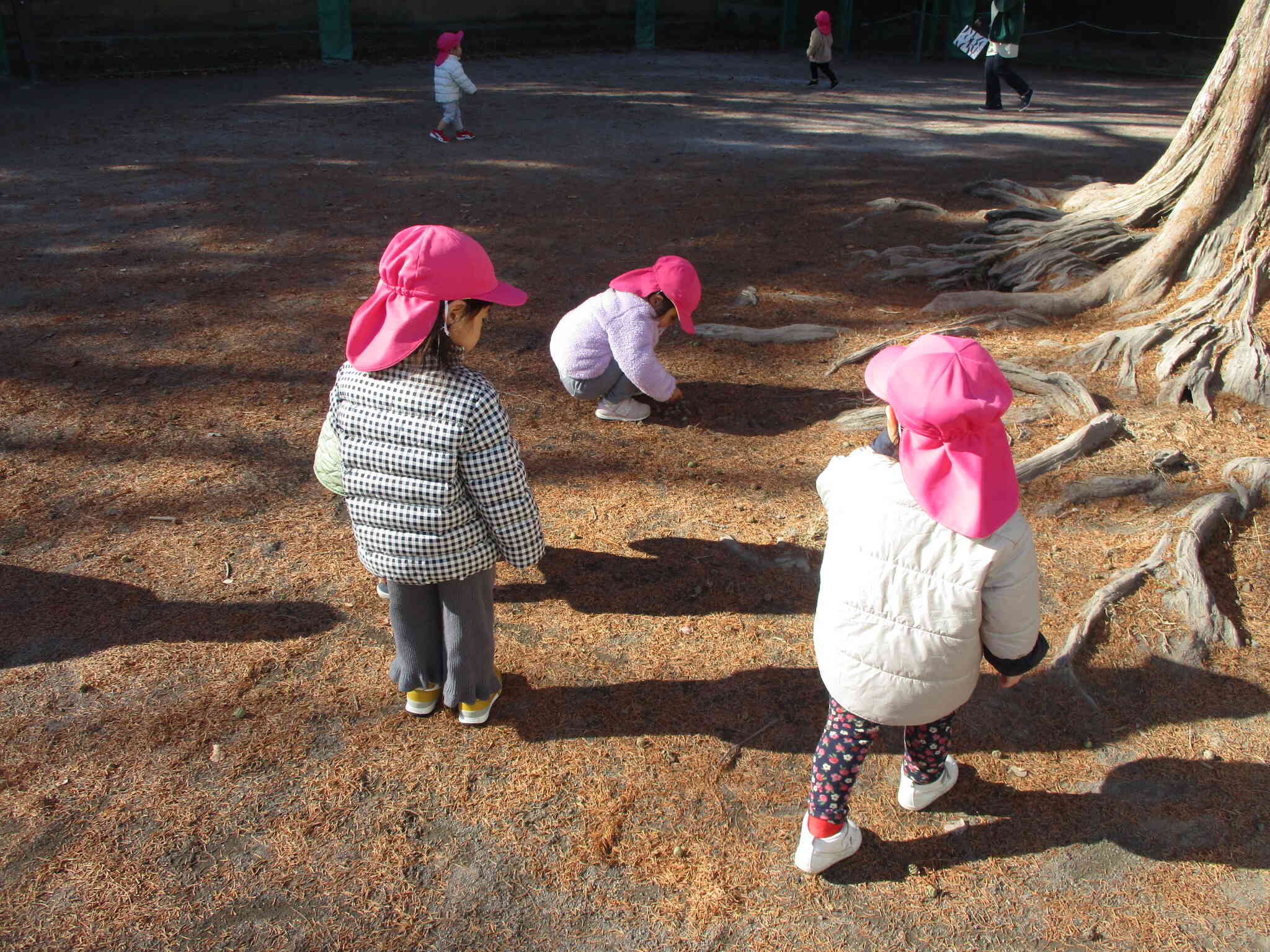 まつぼっくりみーつけた！