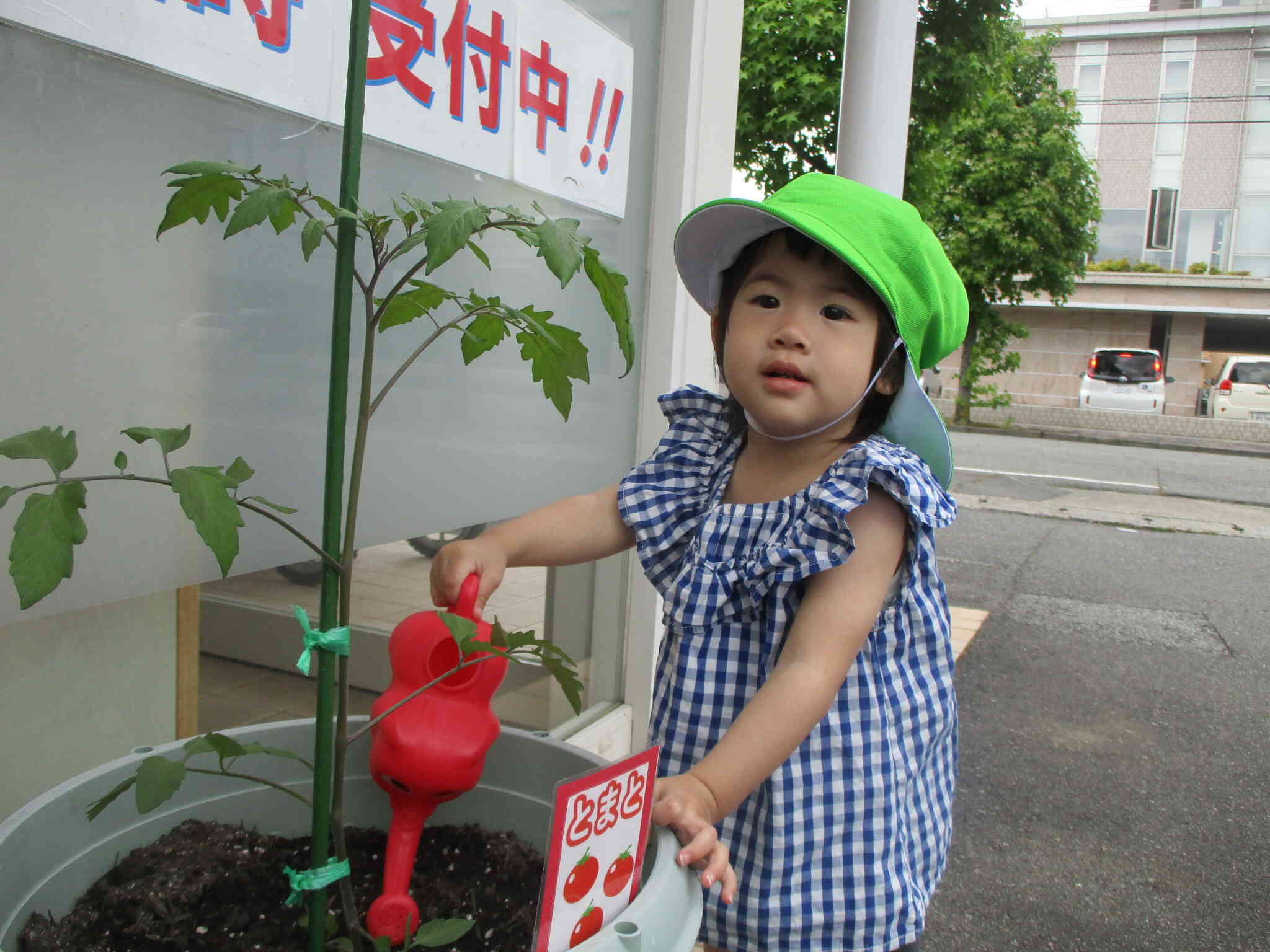 野菜のお世話をしたよ♪