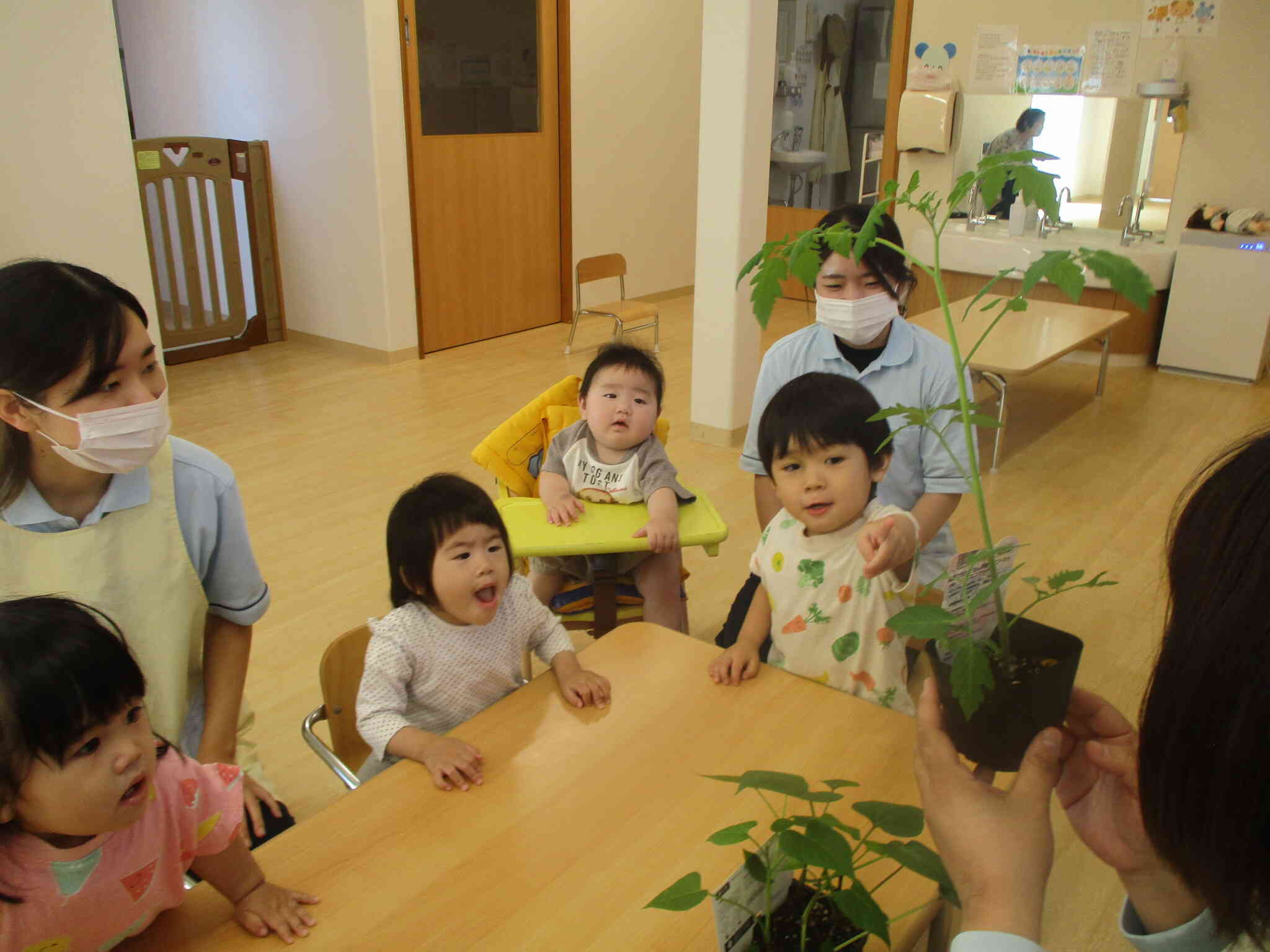 食育として野菜の苗植えから収穫まで行っています♪