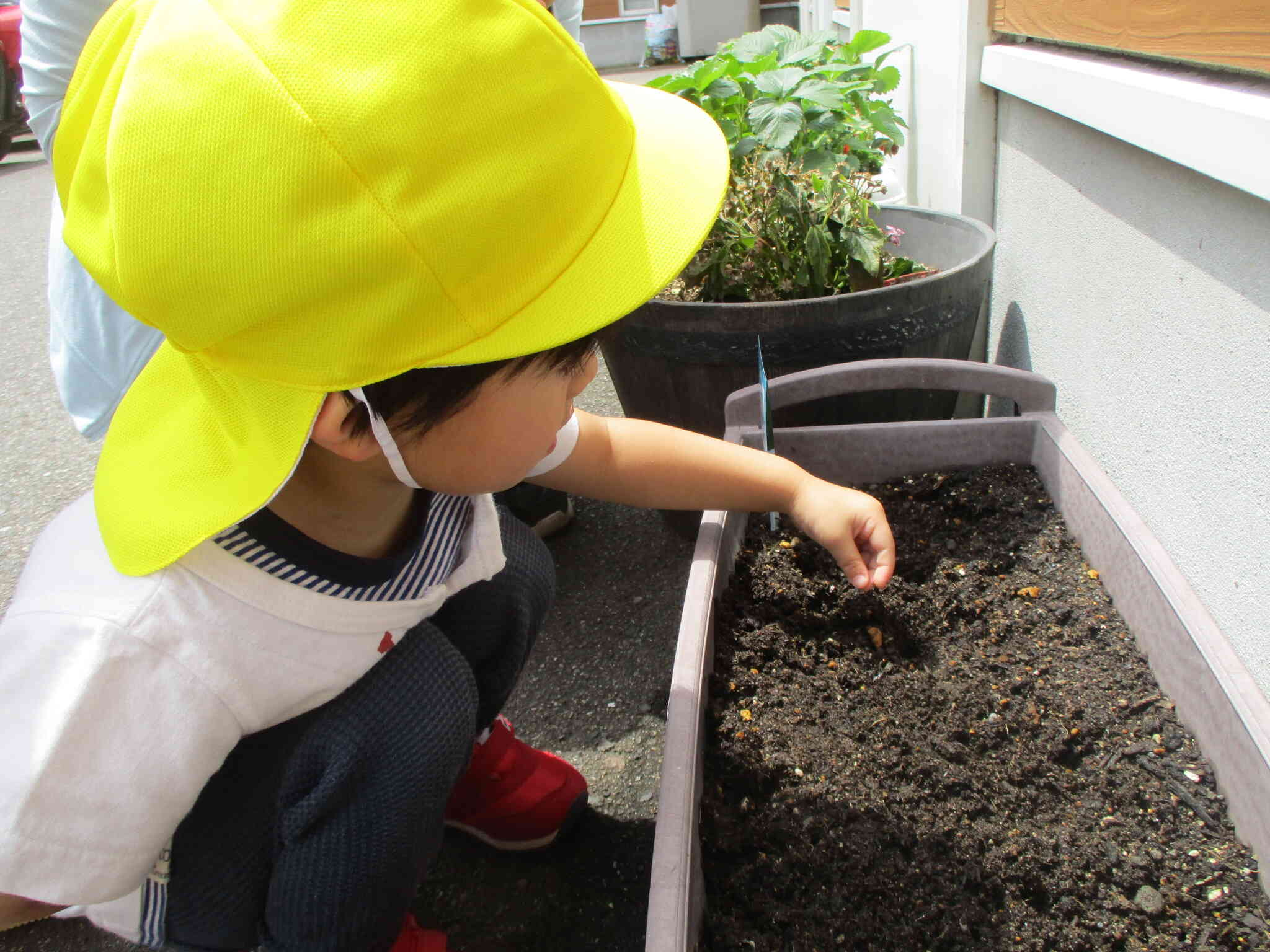 あさがおの種を植えたよ♪