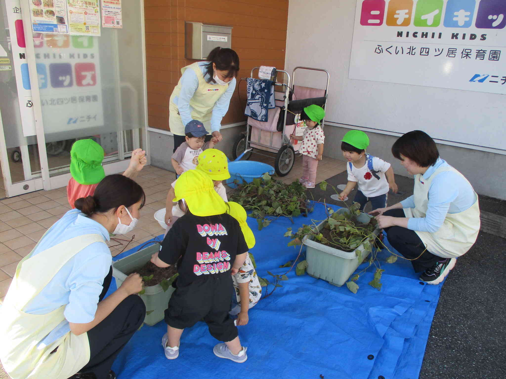 みんなでさつまいも掘り♪