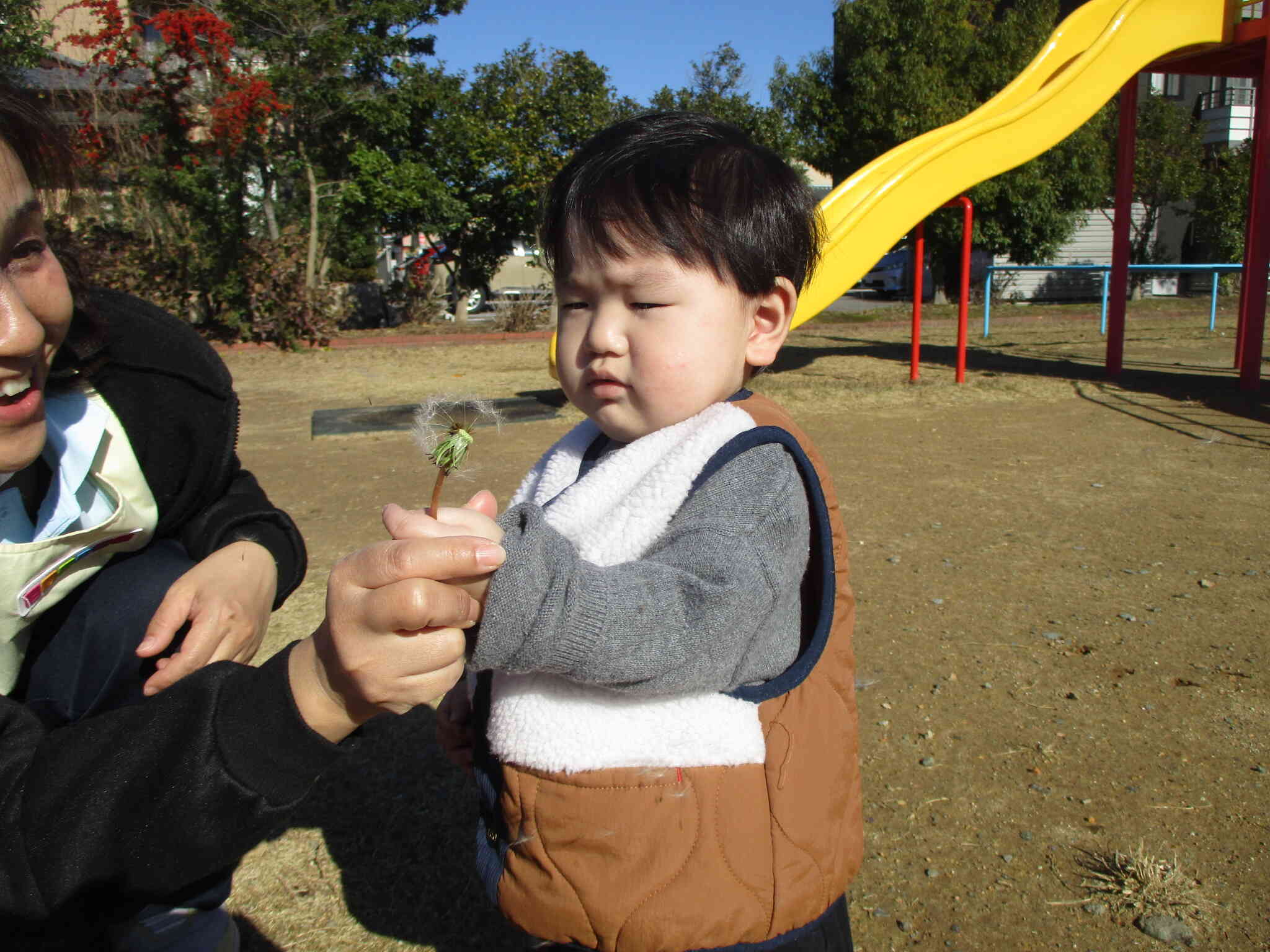 綿毛を飛ばそう