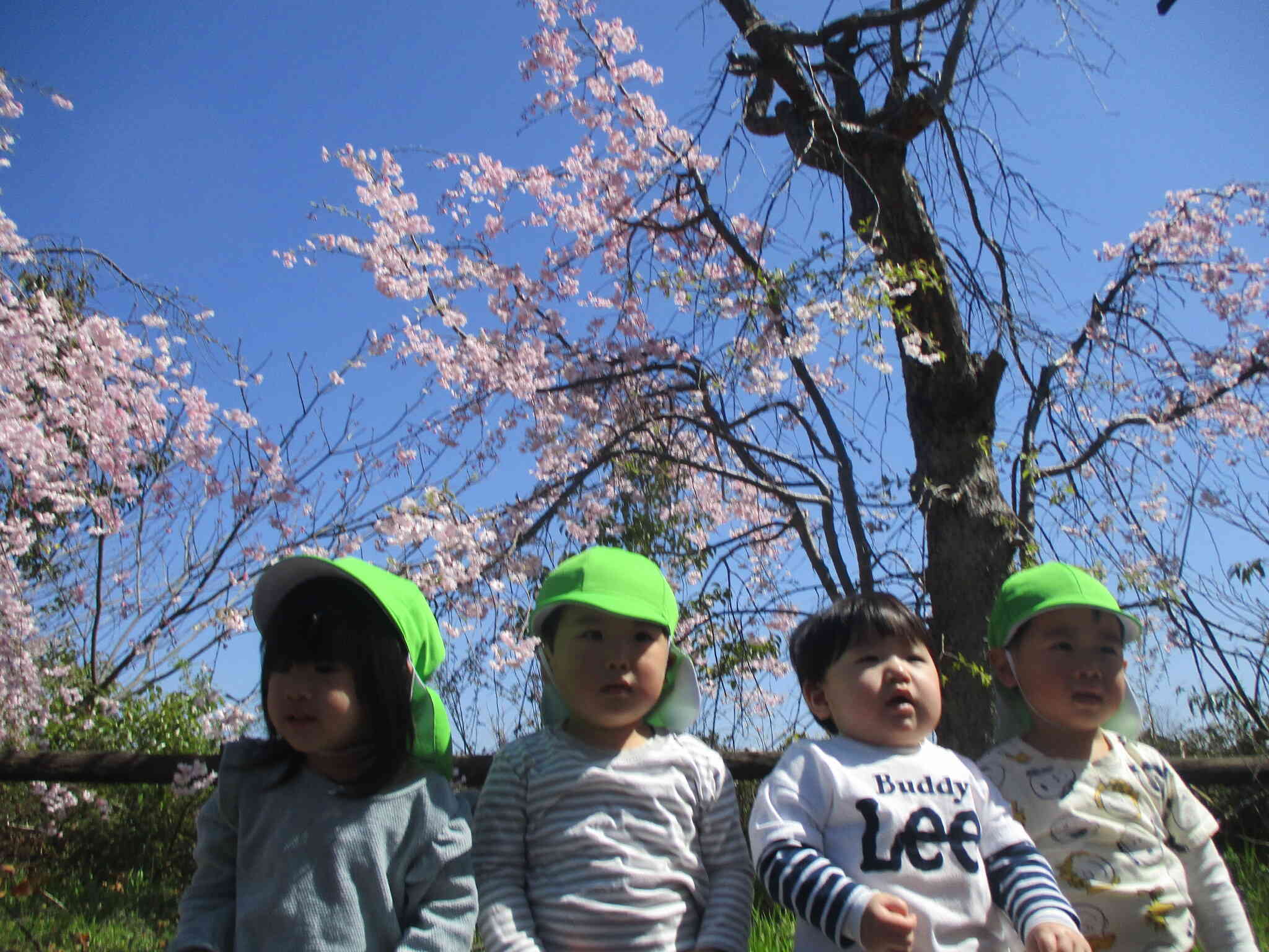 お花見散歩に行ってきたよ♪
