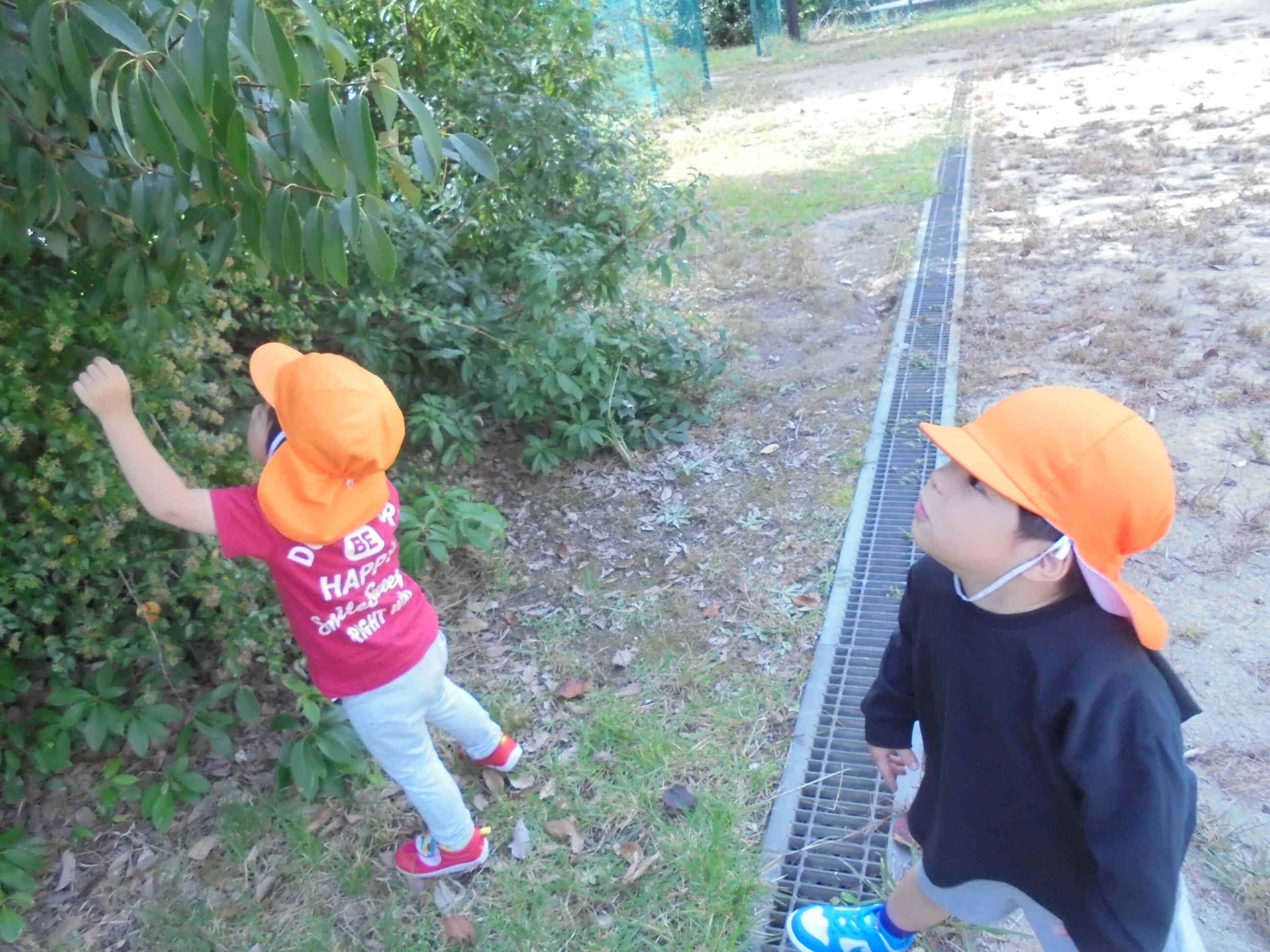 これなにかな？