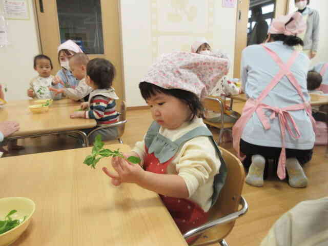 これなんの葉っぱかな？