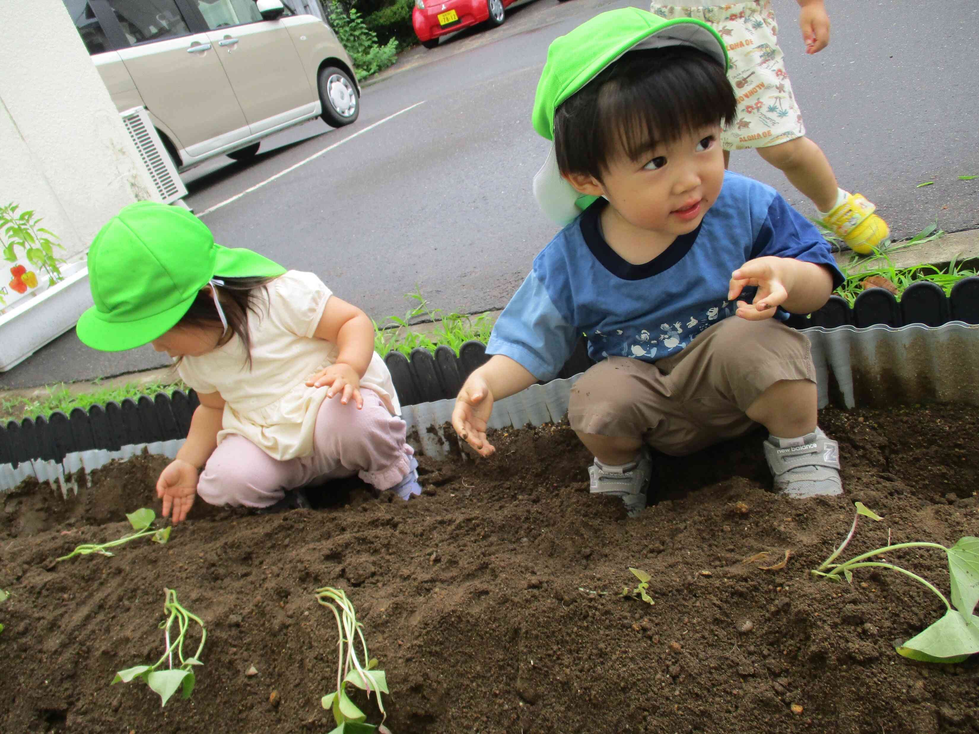 どんなさつまいもになるのかな？