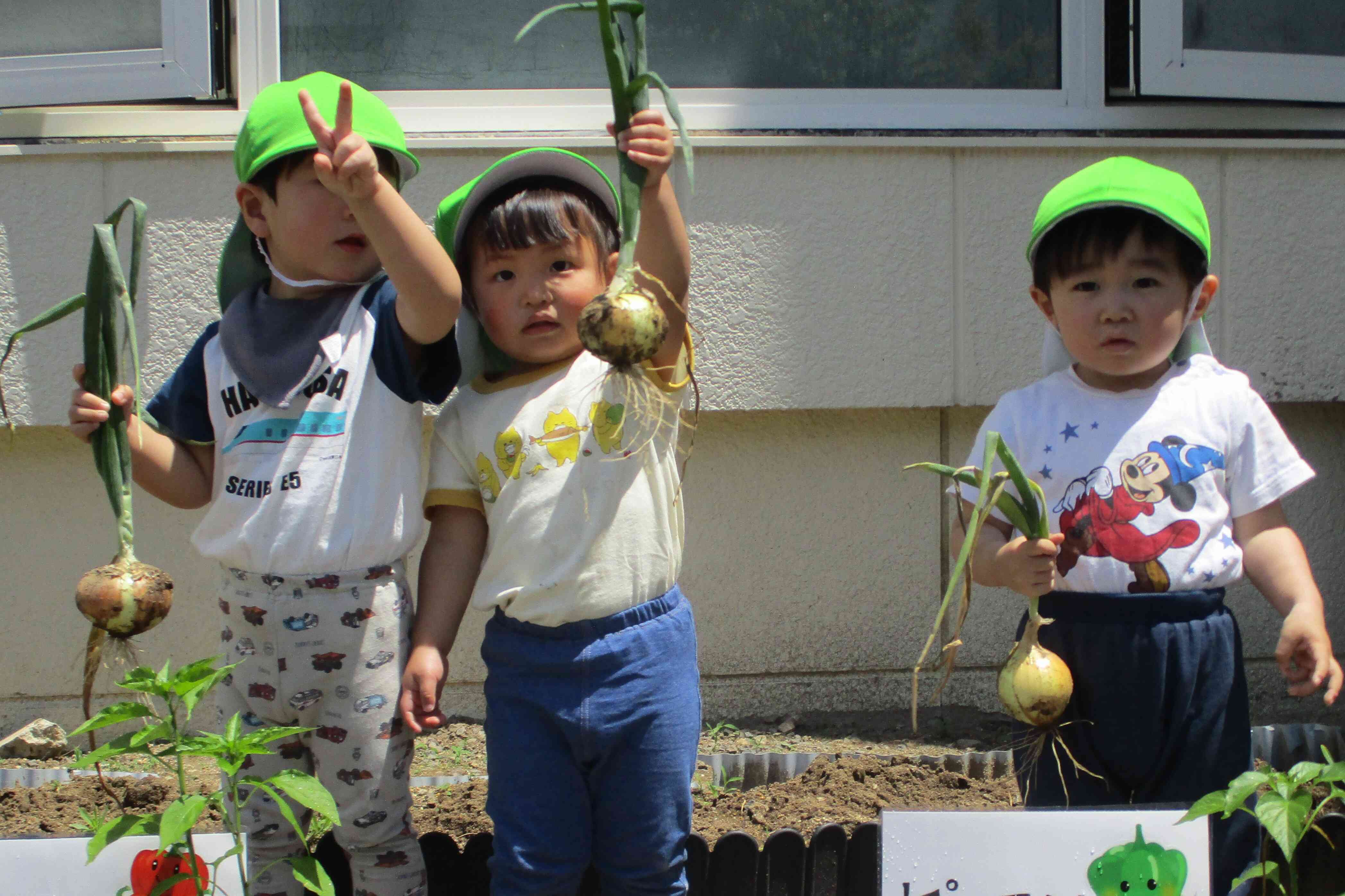 玉ねぎの収穫～2歳児～