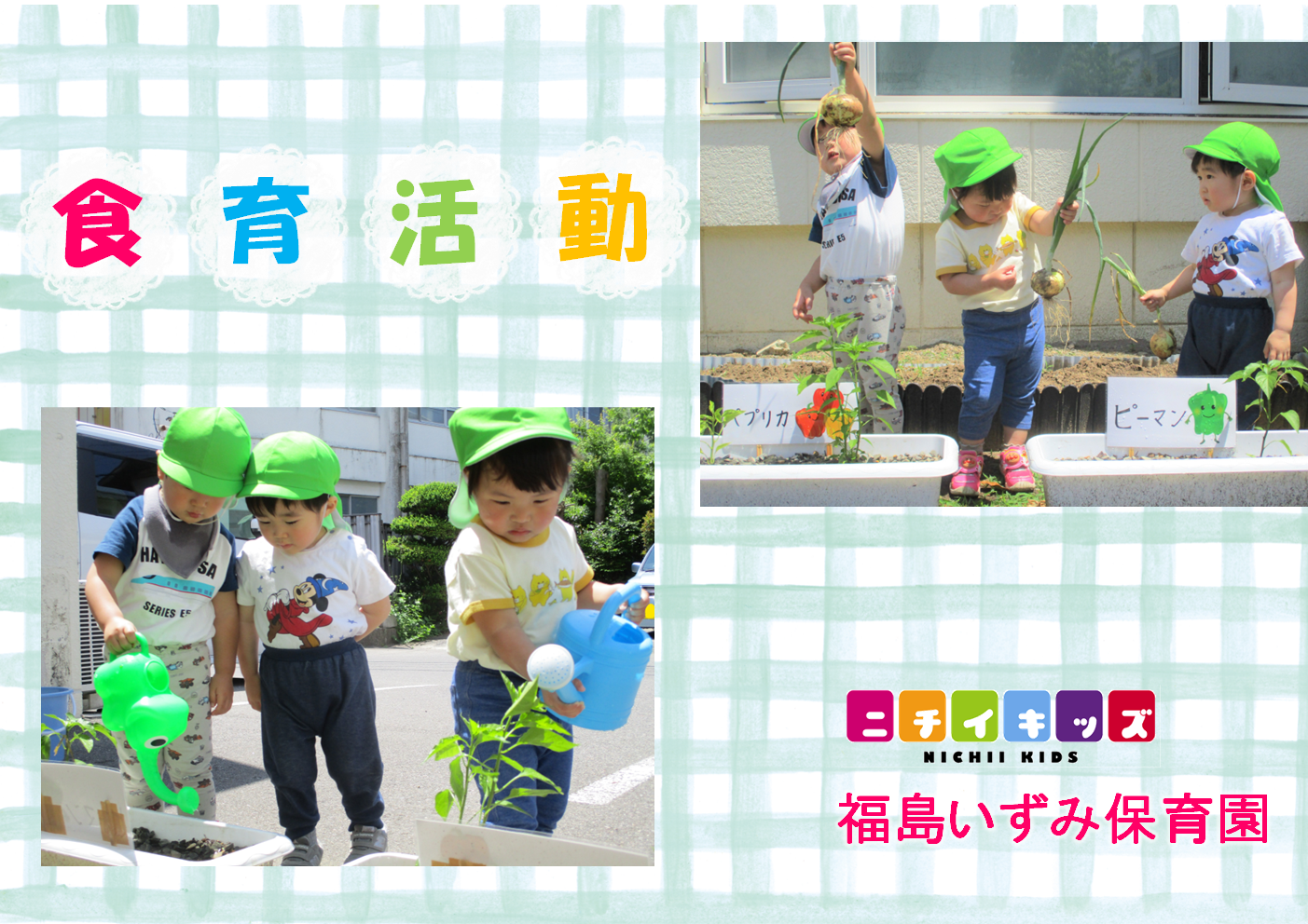 食育活動で玉ねぎを収穫しました！今はピーマンとパプリカを育てています！