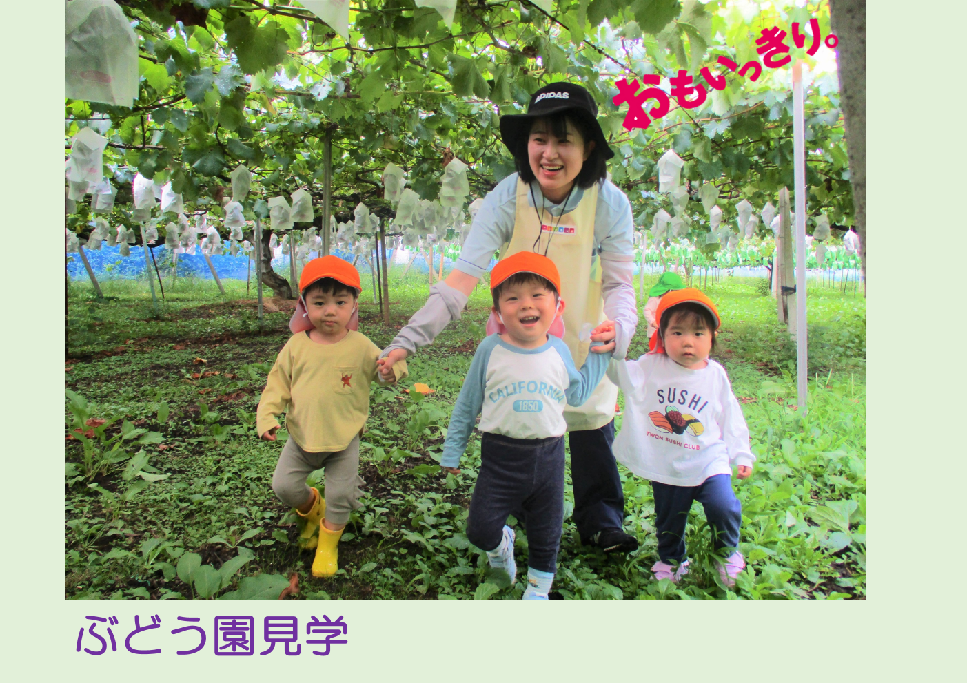 近くのぶどう園まで見学に行って来ました！