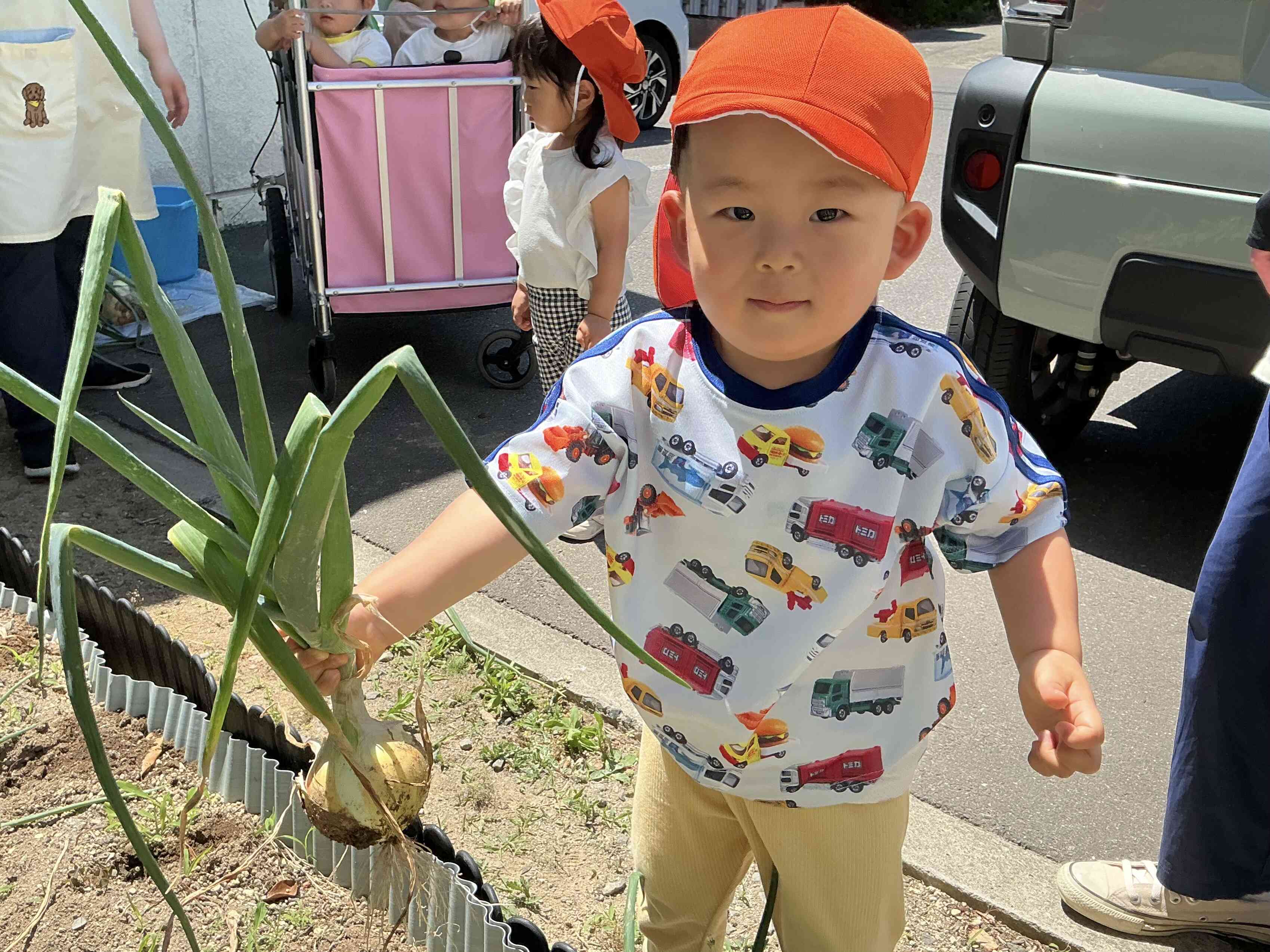玉ねぎの収穫（2歳児）