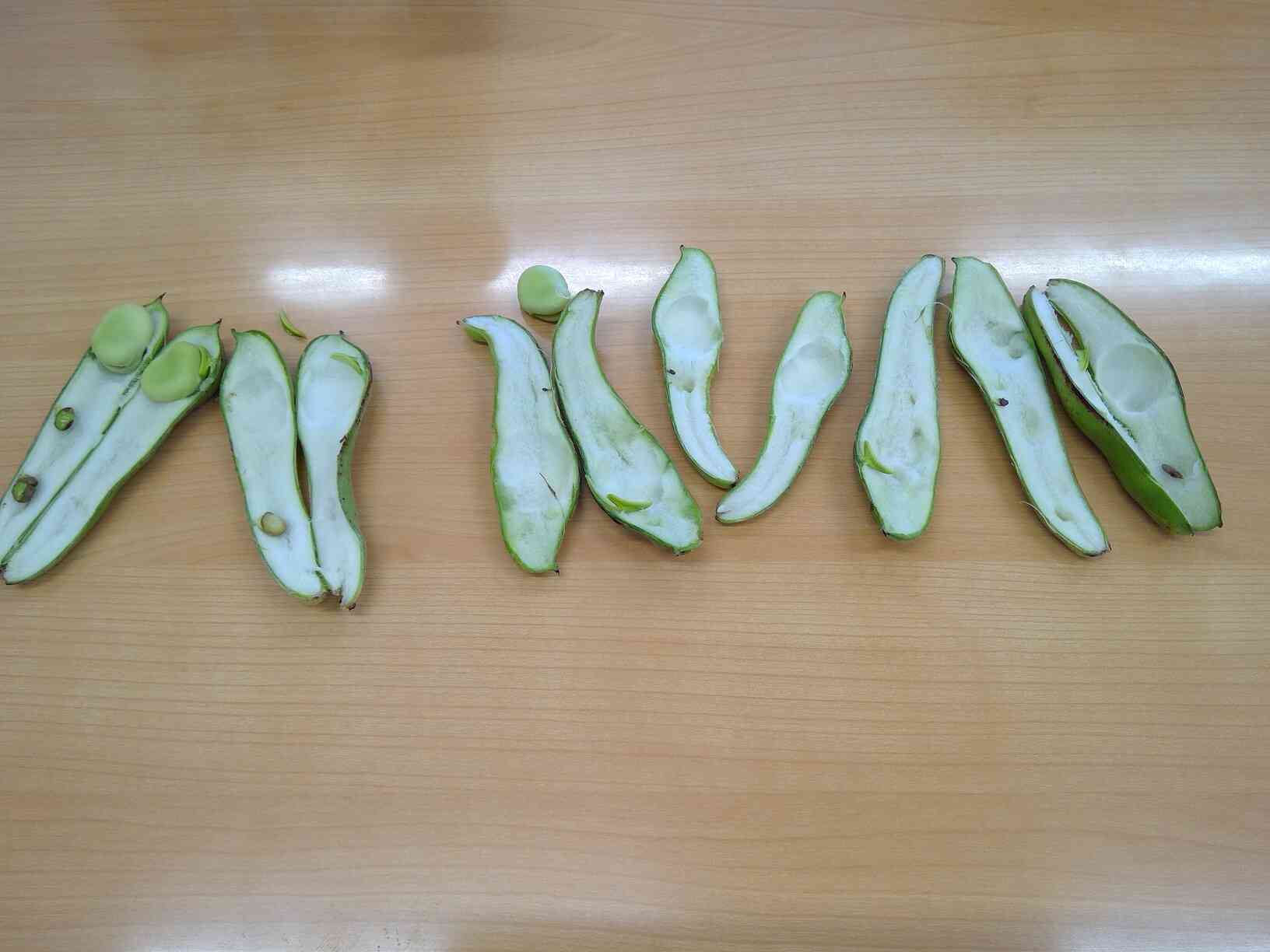 ふわふわベットとおおきなそら豆