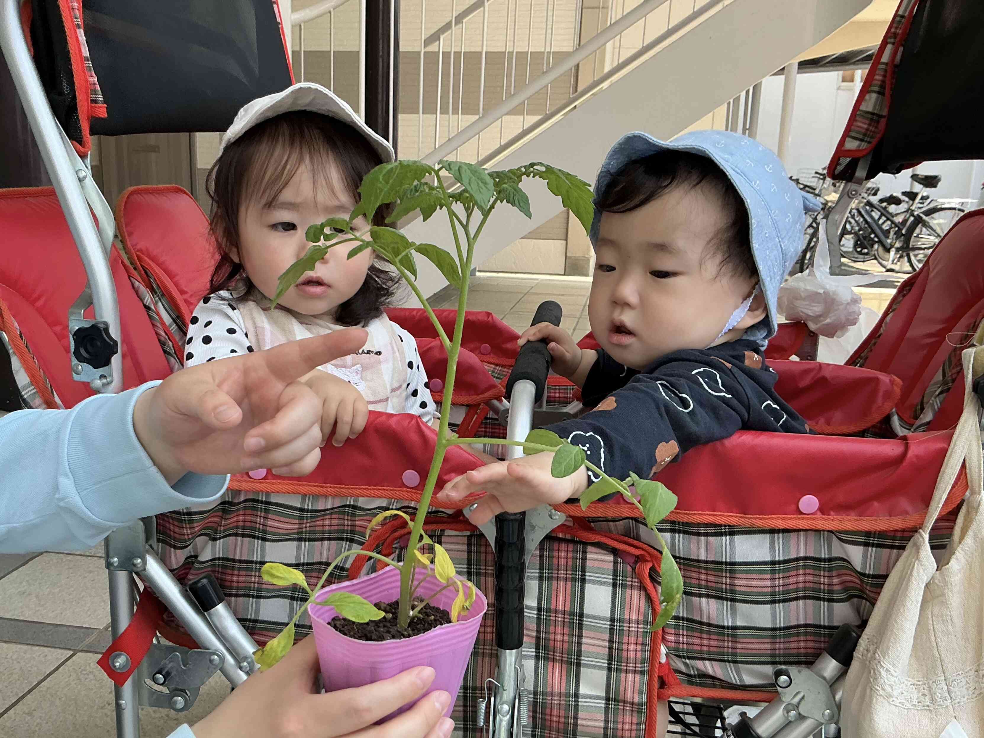 (*る様 保育園着　まとめ売り　24点　セット トマトの苗植えをしました！その2｜ニチイキッズ福島みなみ保育園