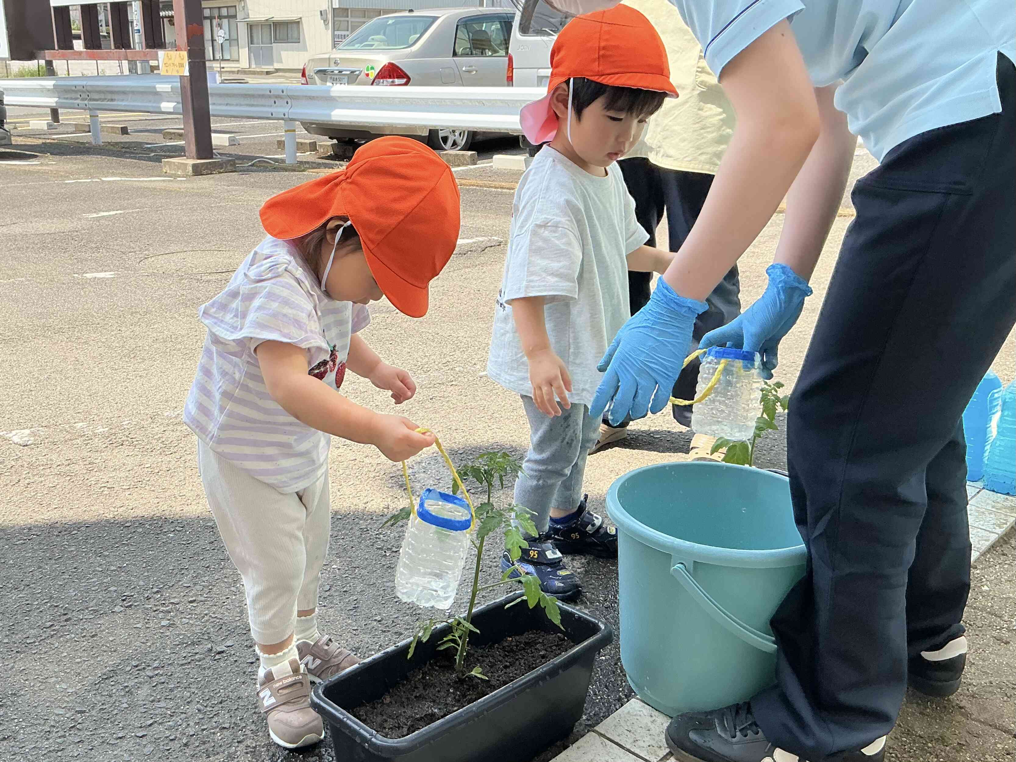 トマトの苗植えをしました！その2｜ニチイキッズ福島みなみ保育園