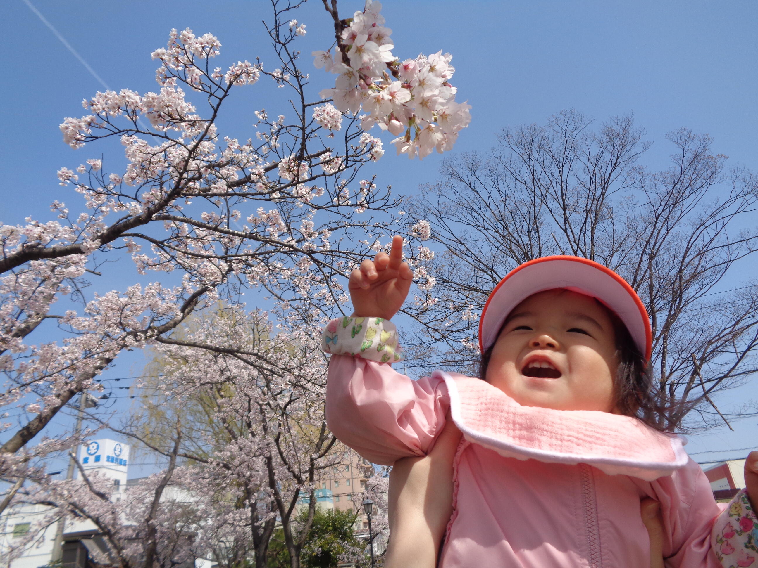 桜は春のお友だち